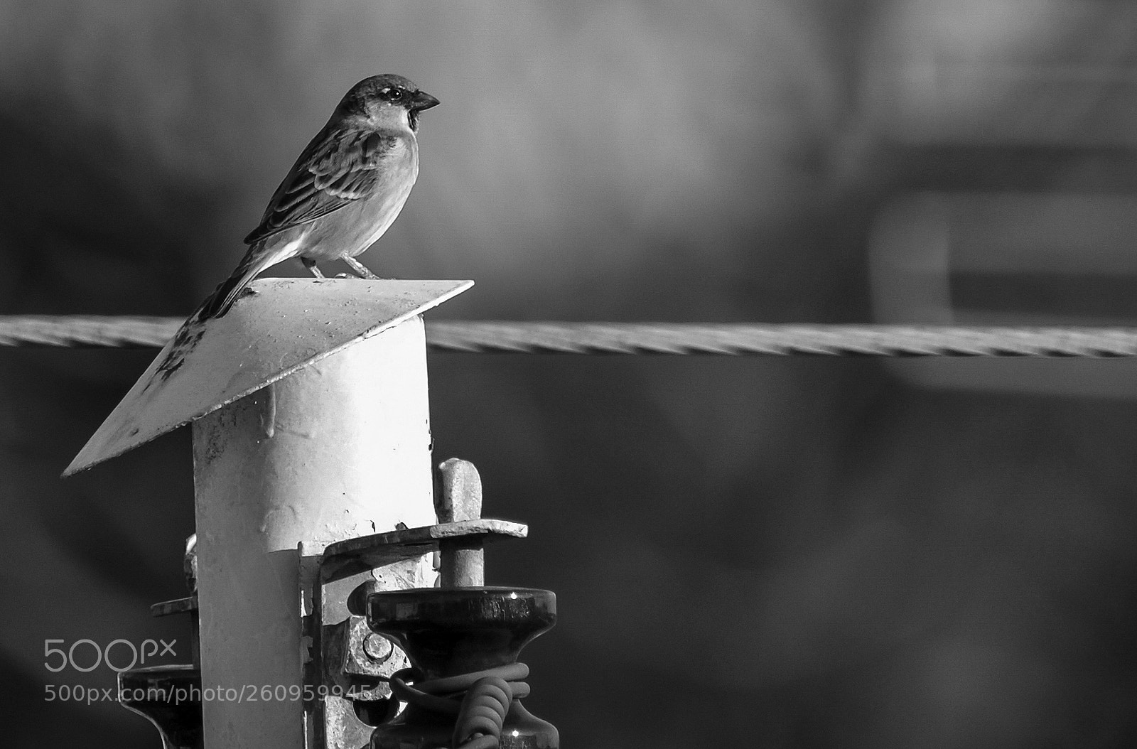 Nikon D610 sample photo. A winged symbol of photography
