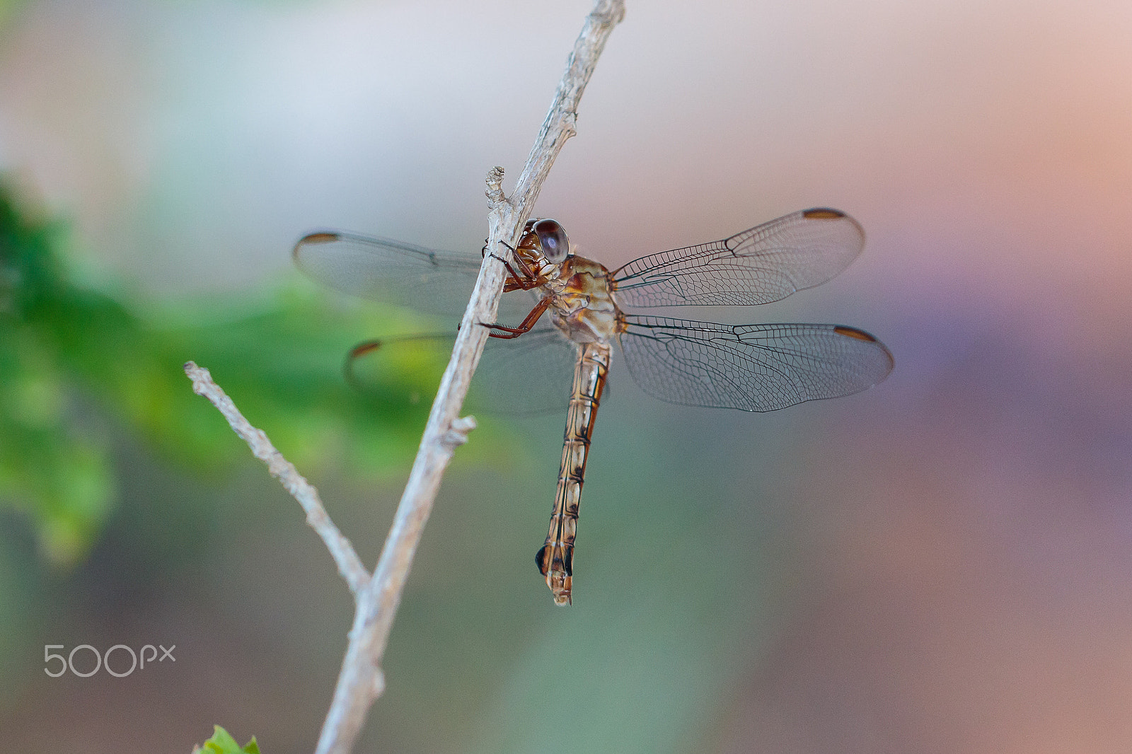 Canon EOS 650D (EOS Rebel T4i / EOS Kiss X6i) sample photo. Tropical king skimmer photography