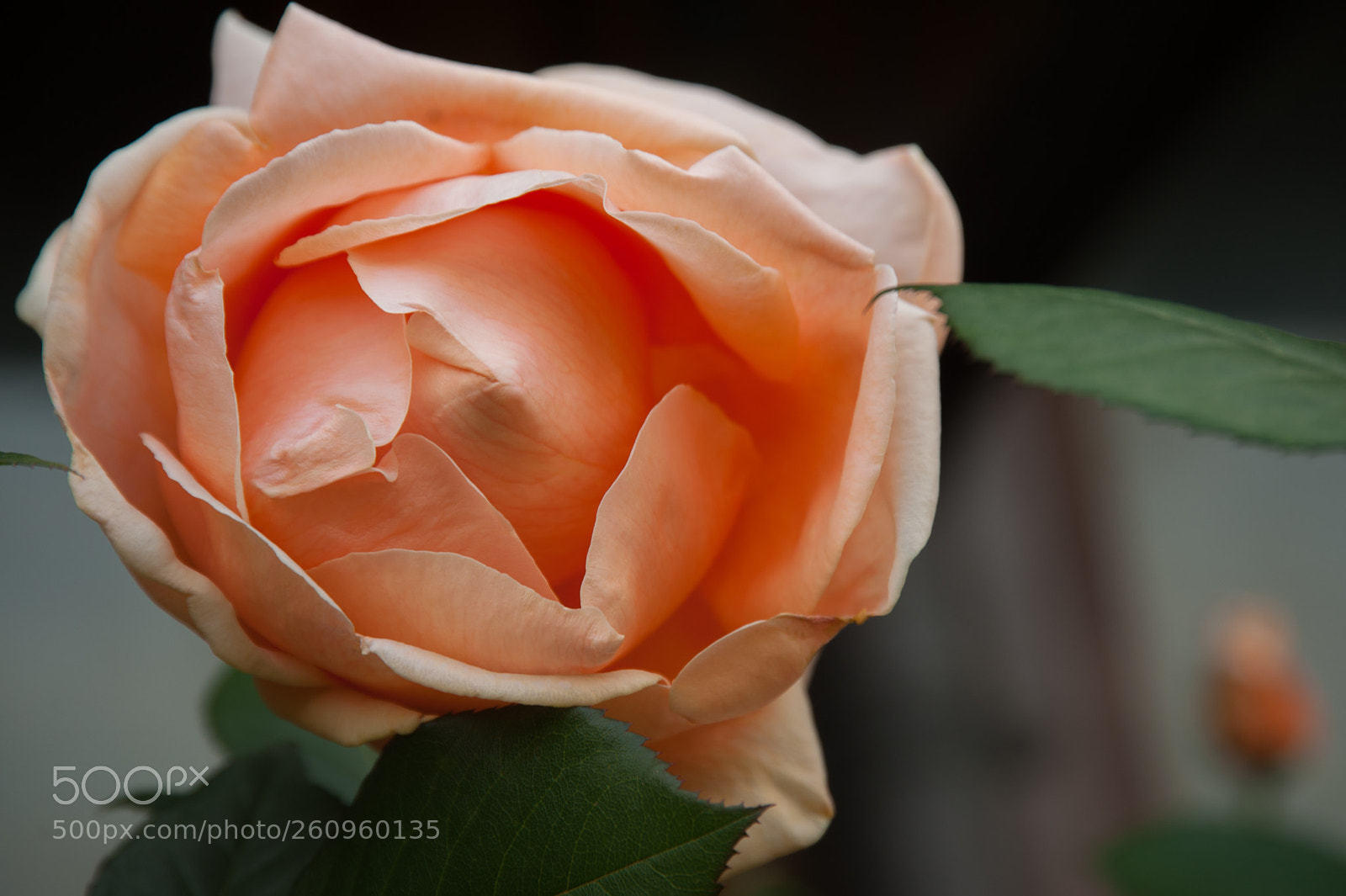 Nikon D700 sample photo. Pink shades photography