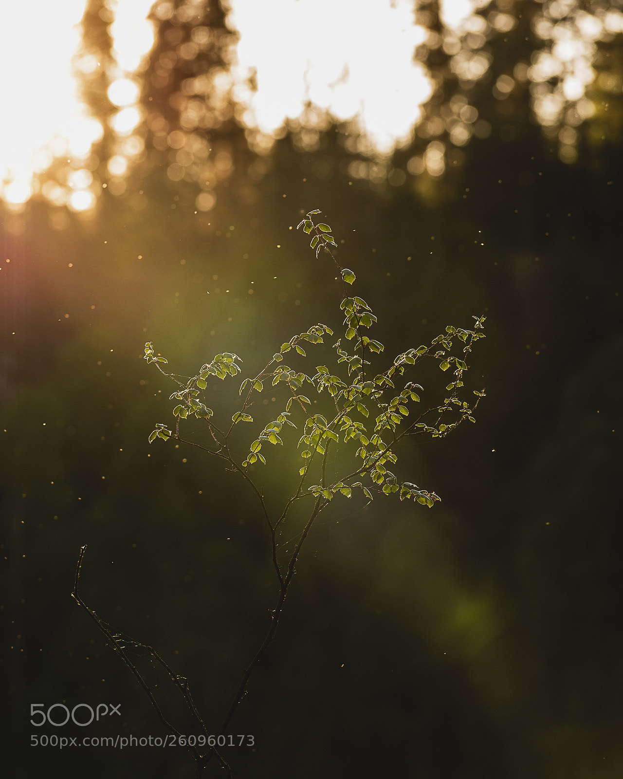 Nikon D600 sample photo. Catching the last sun photography