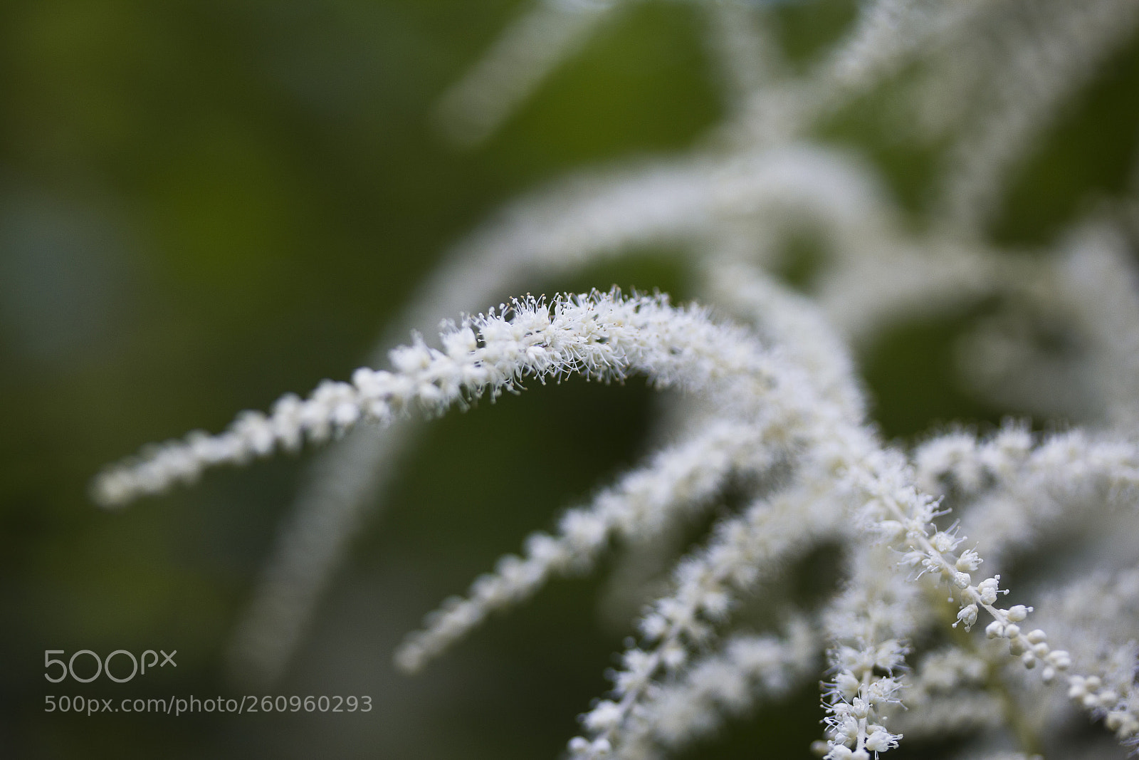 Canon EOS 60D sample photo. Wald-geißbart (aruncus dioicus) photography