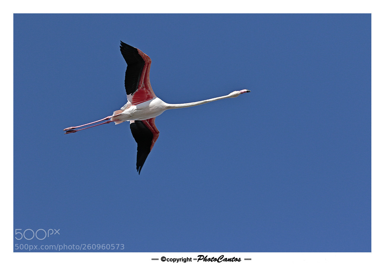 Canon EOS 7D Mark II sample photo. Flamenco al vuelo photography