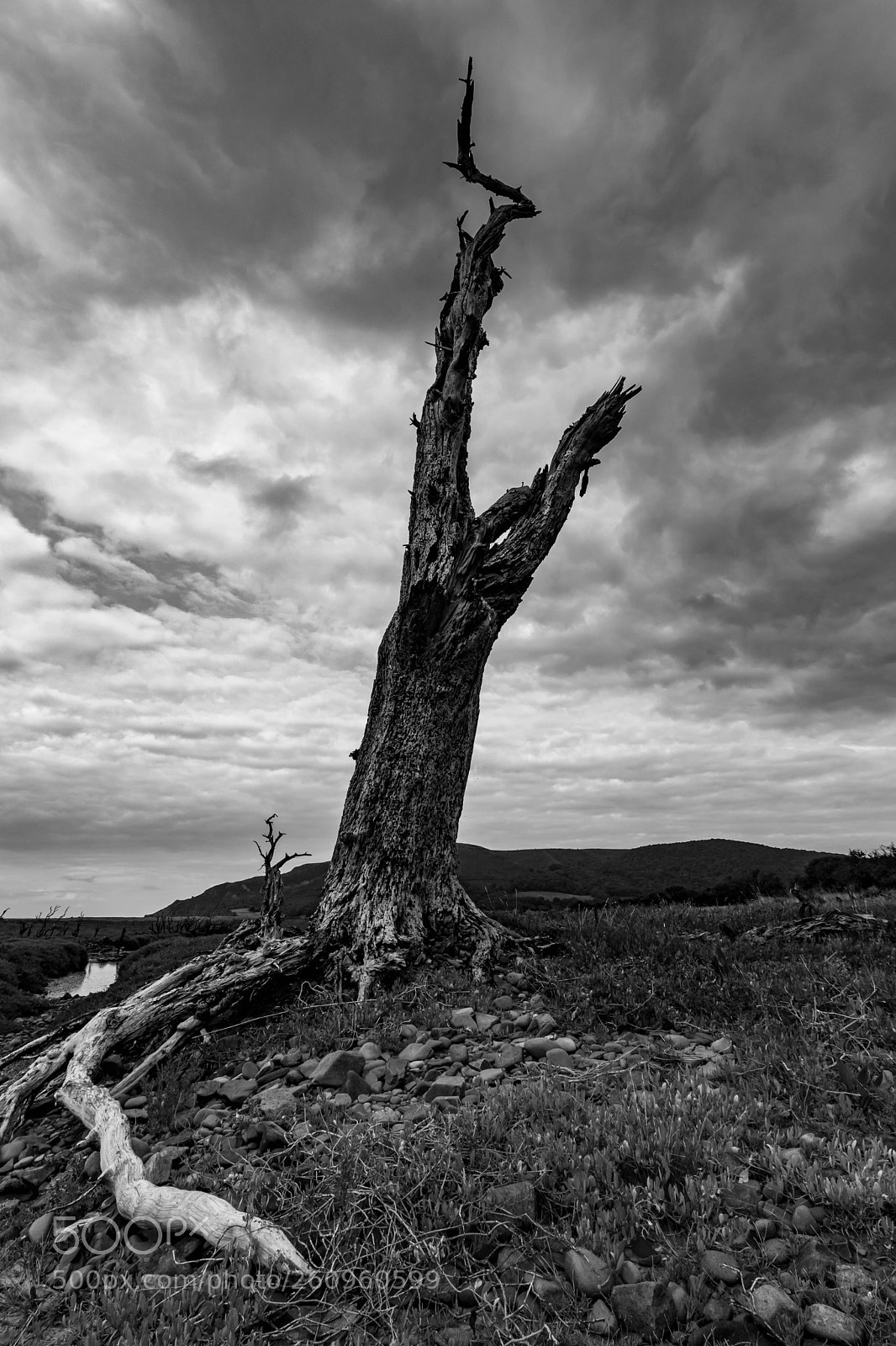 Canon EOS 760D (EOS Rebel T6s / EOS 8000D) sample photo. The doomsday tree photography