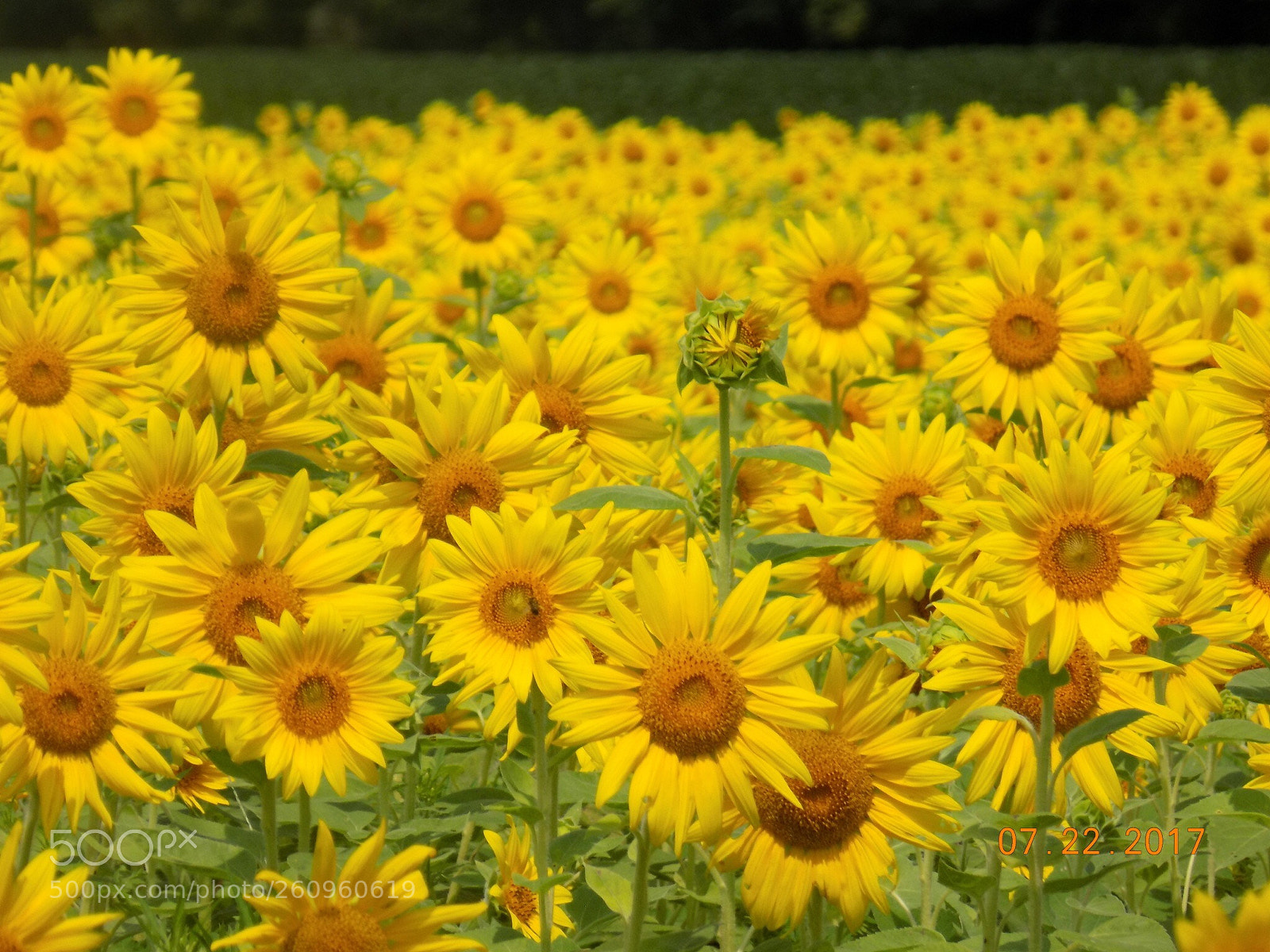 Nikon COOLPIX L340 sample photo. Yellow flowers photography
