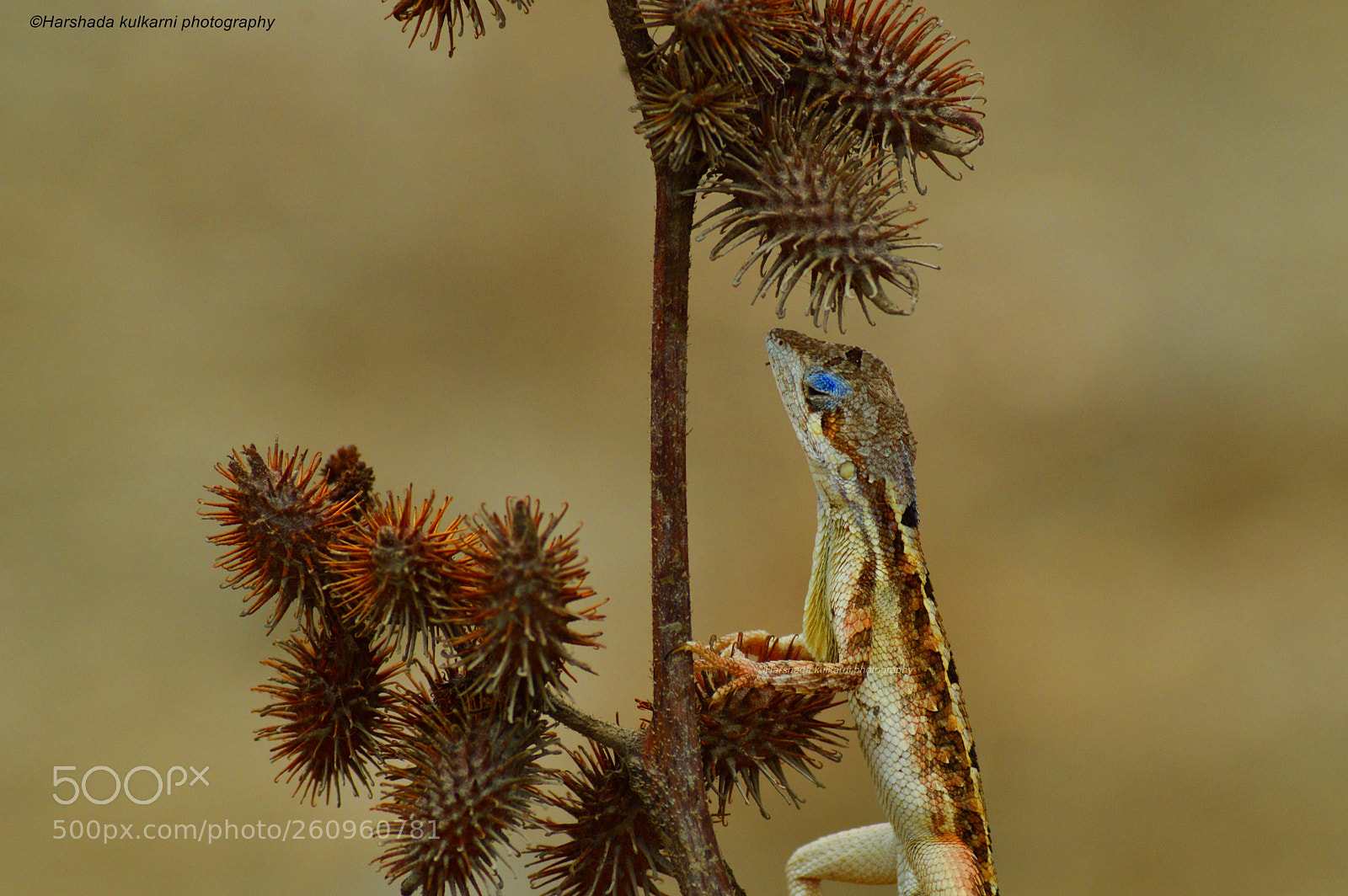 Nikon D3200 sample photo. Fan throated lizard photography