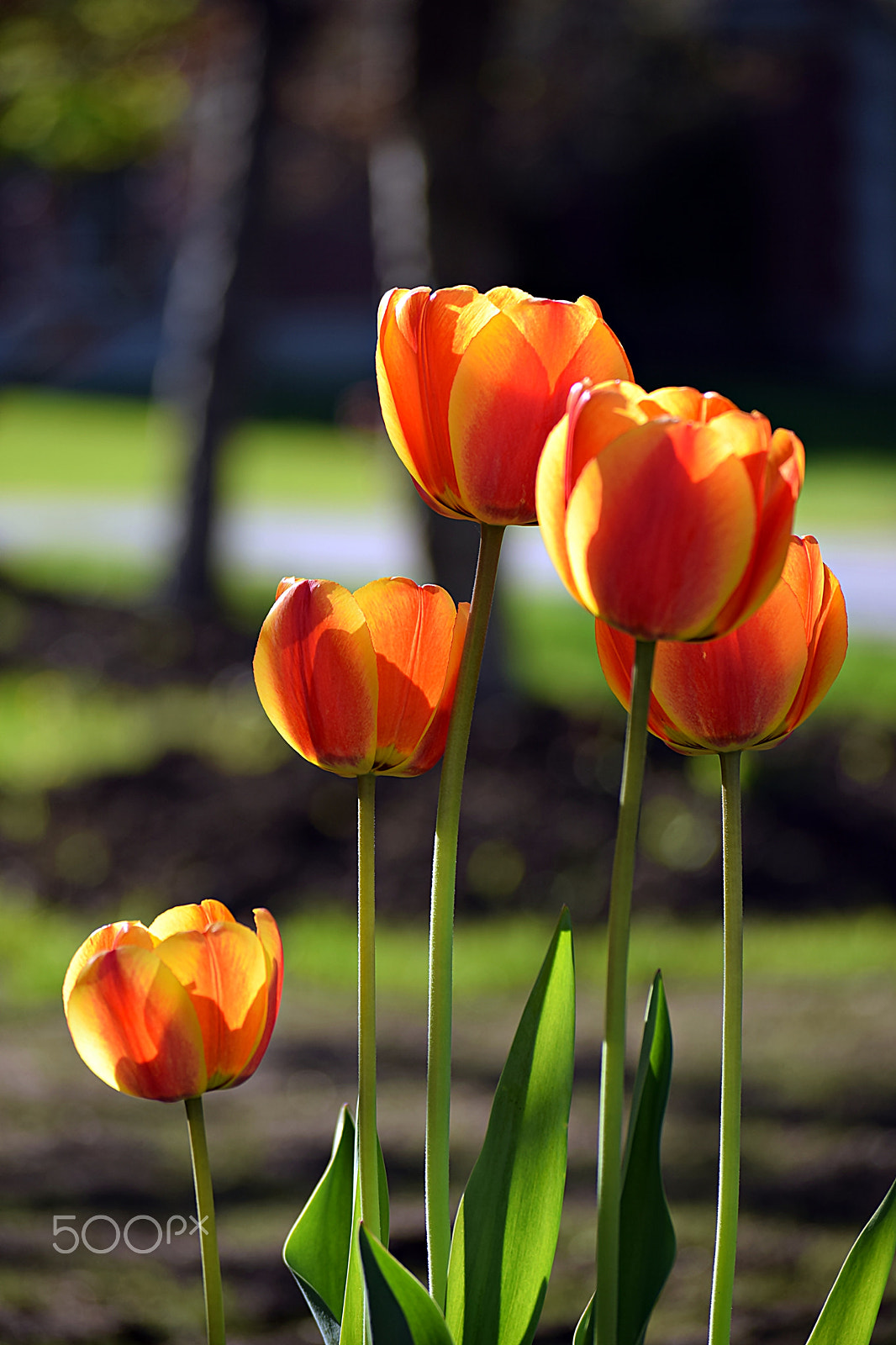 Nikon D3300 sample photo. Color of spring photography