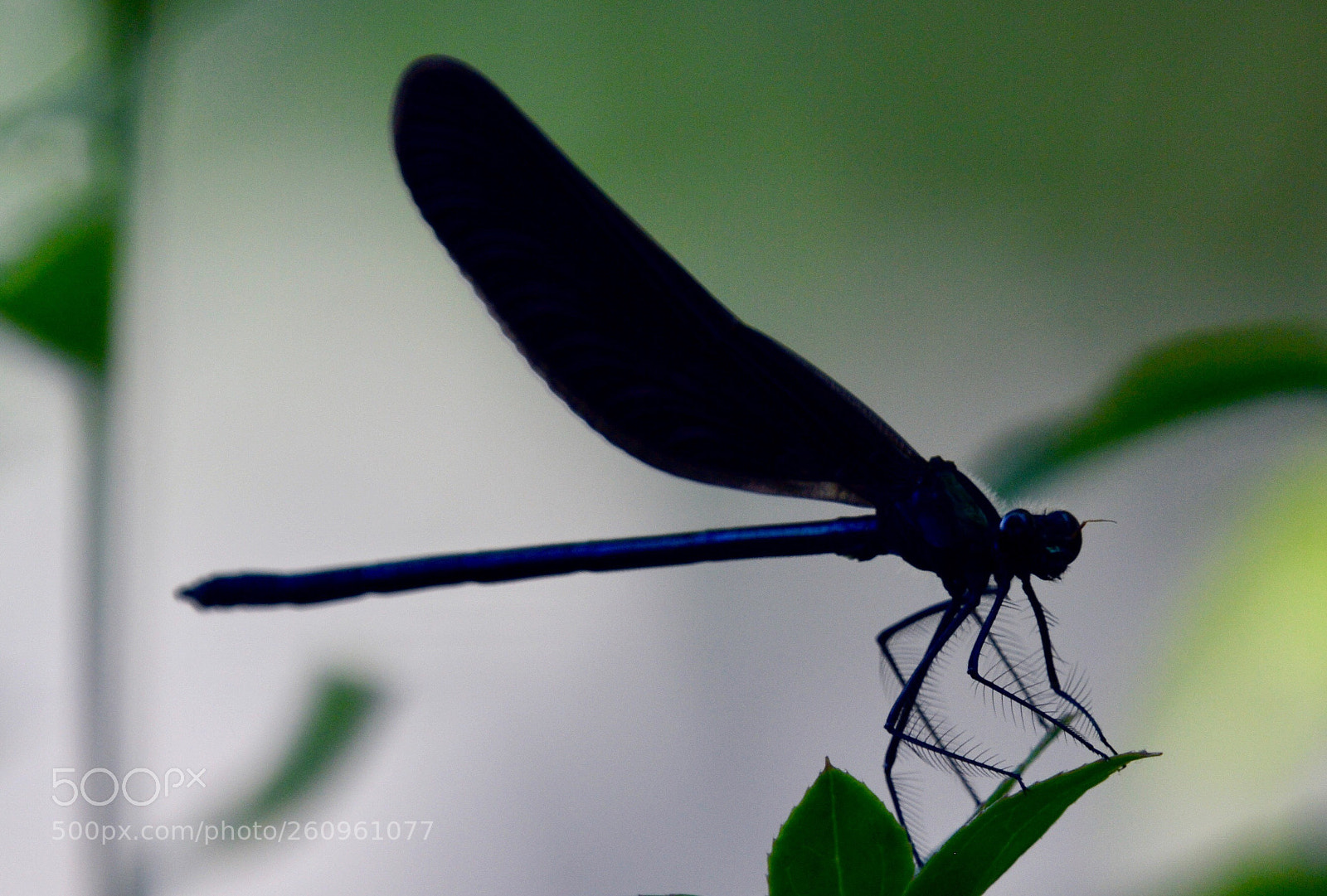 Nikon D3200 sample photo. Dragonfly pose photography