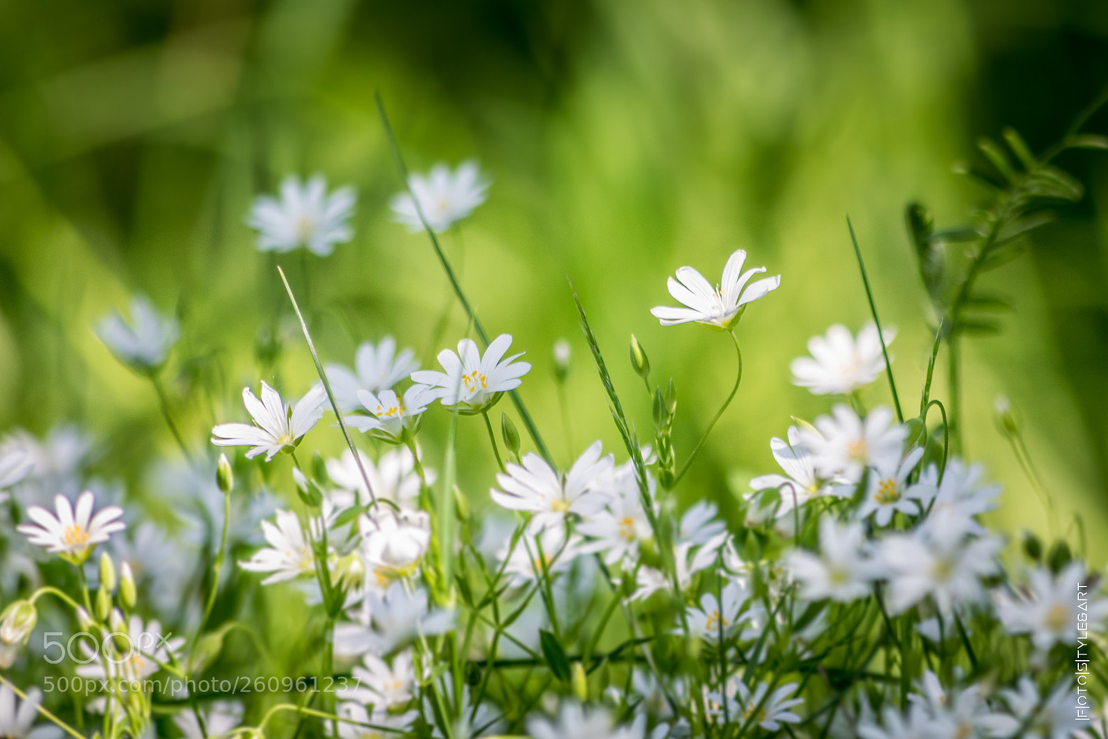 Nikon D3300 sample photo. Blümchen photography