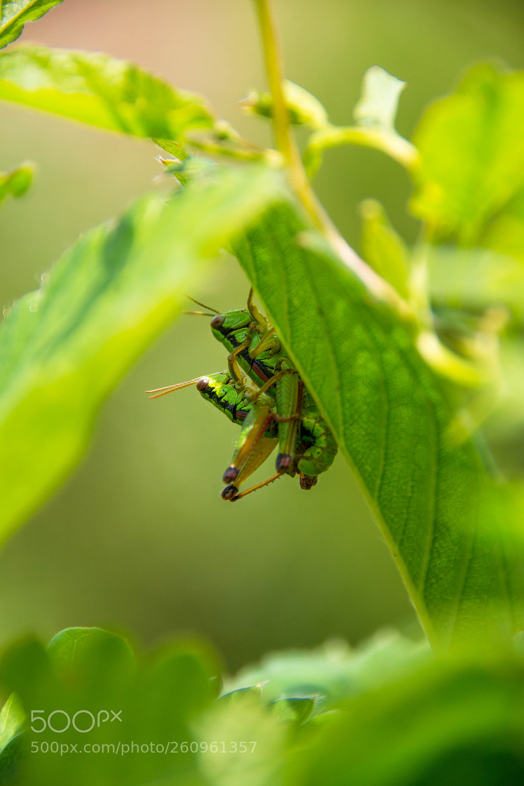 Nikon D3100 sample photo. Cri photography
