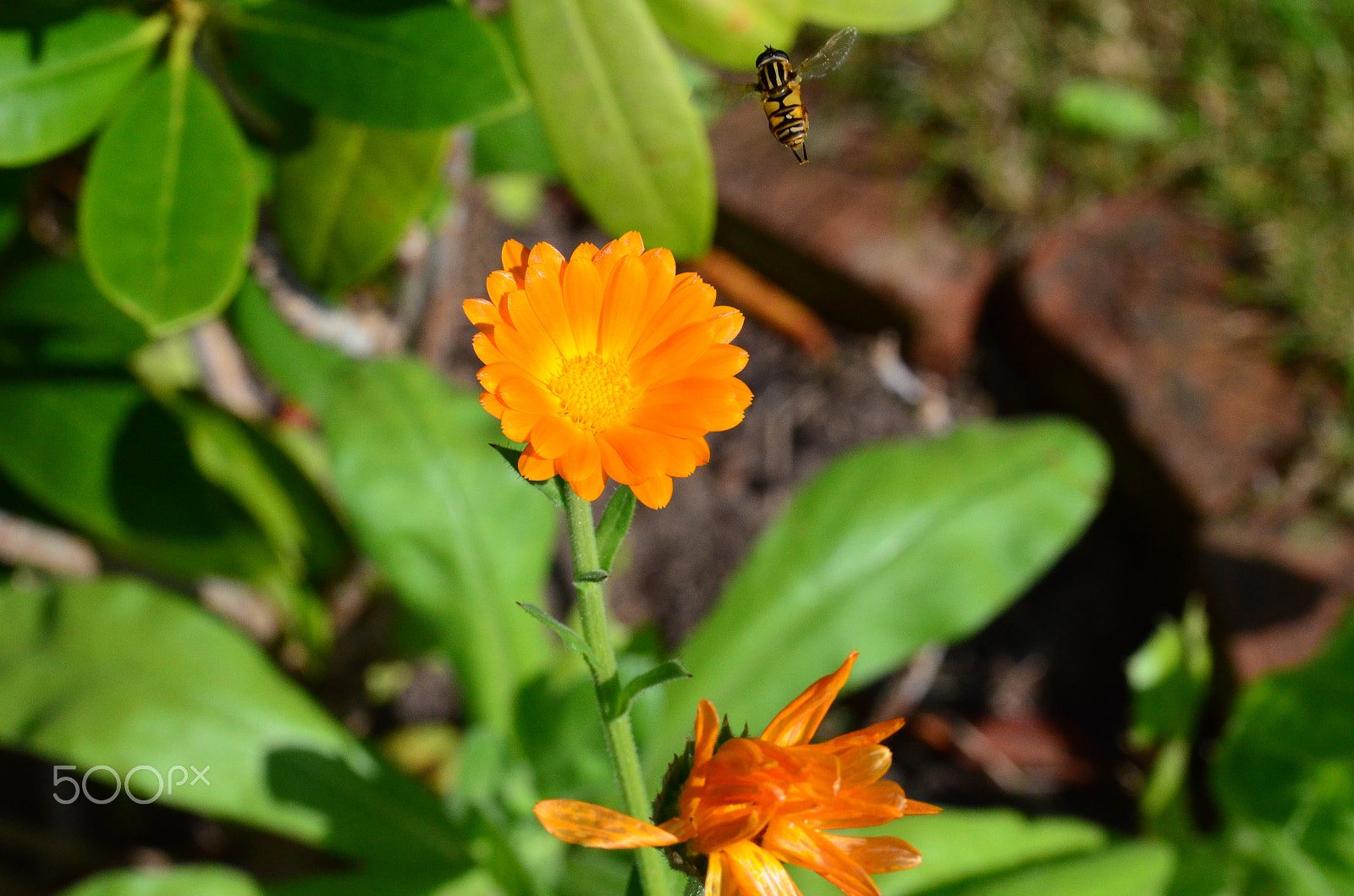 Nikon D5100 sample photo. Flower in the sun photography