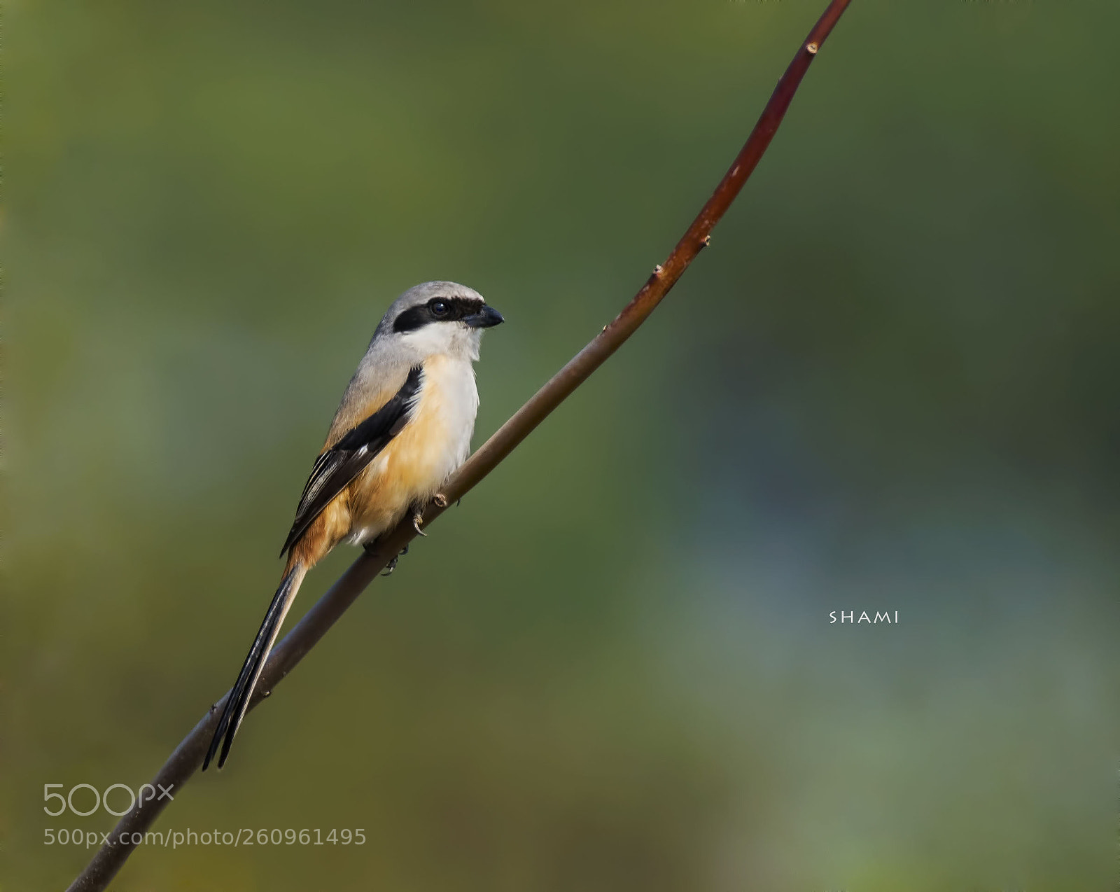Nikon D800E sample photo. Long tailed shrike photography