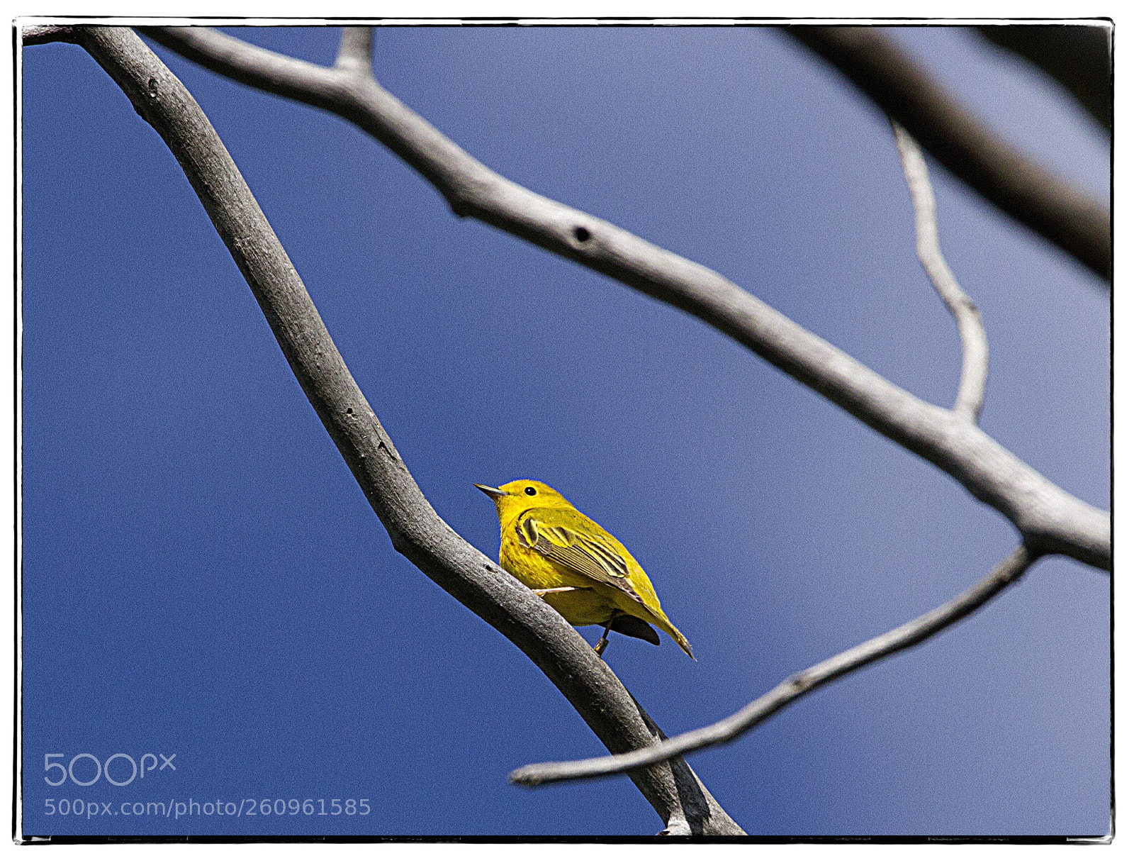 Canon EOS 7D sample photo. Yellow warbler  photography