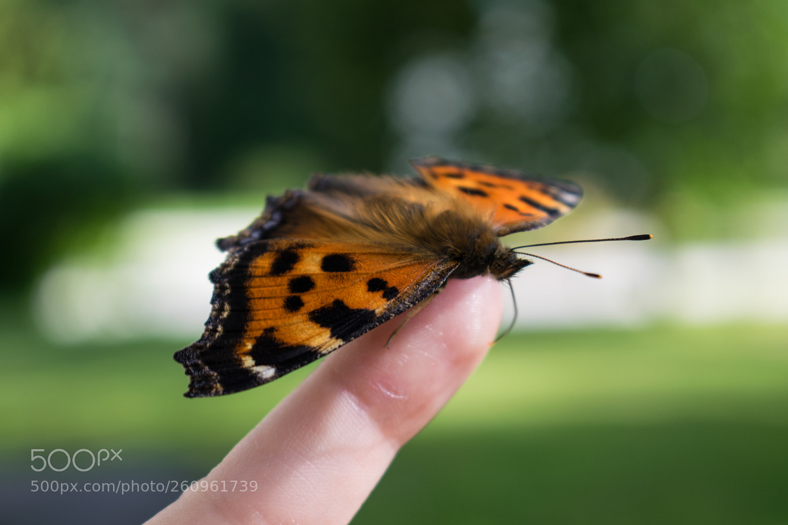 Nikon D3300 sample photo. In my finger photography