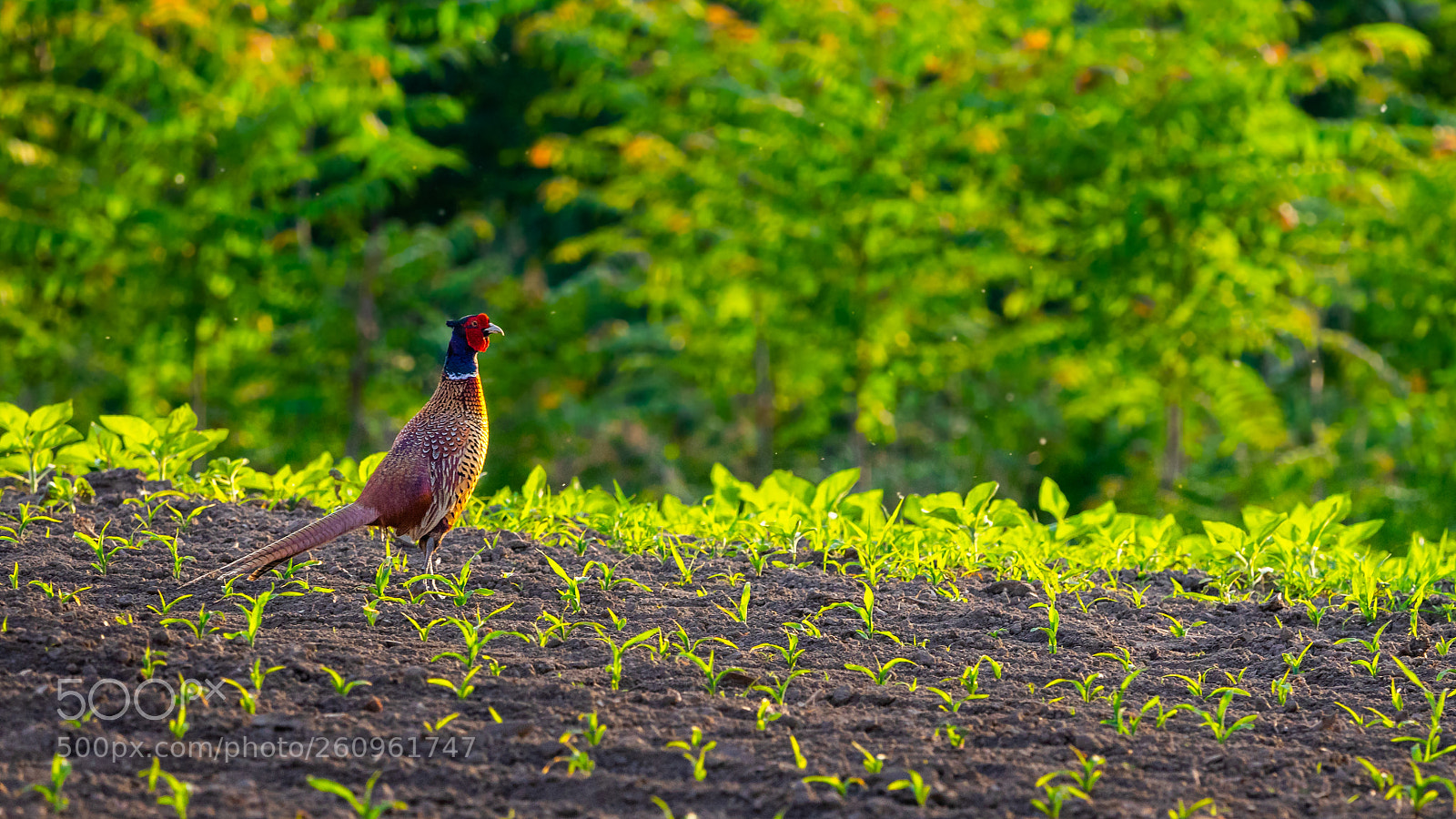Sony a7 II sample photo. Pheasant on the field photography