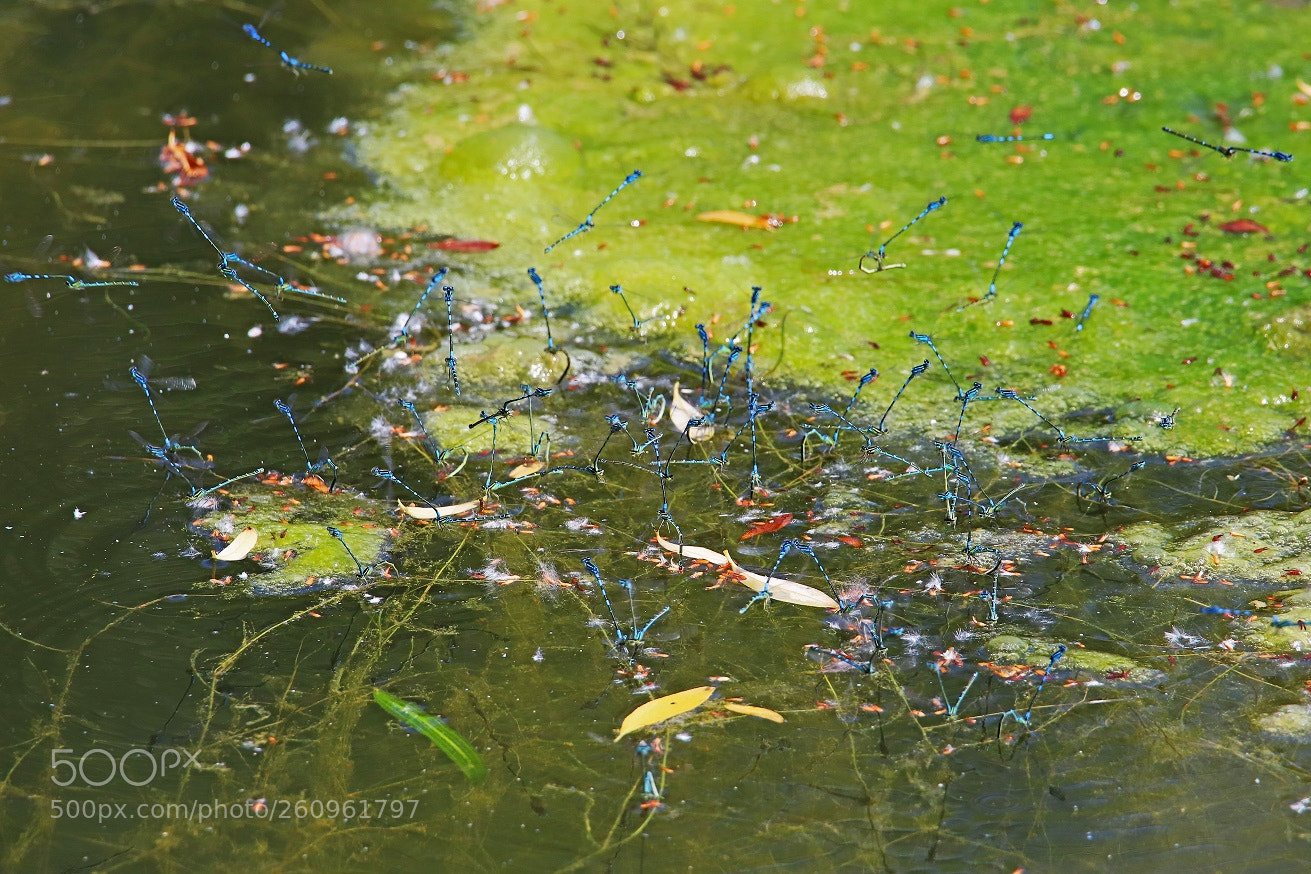 Canon EOS 6D Mark II sample photo. Spawning photography