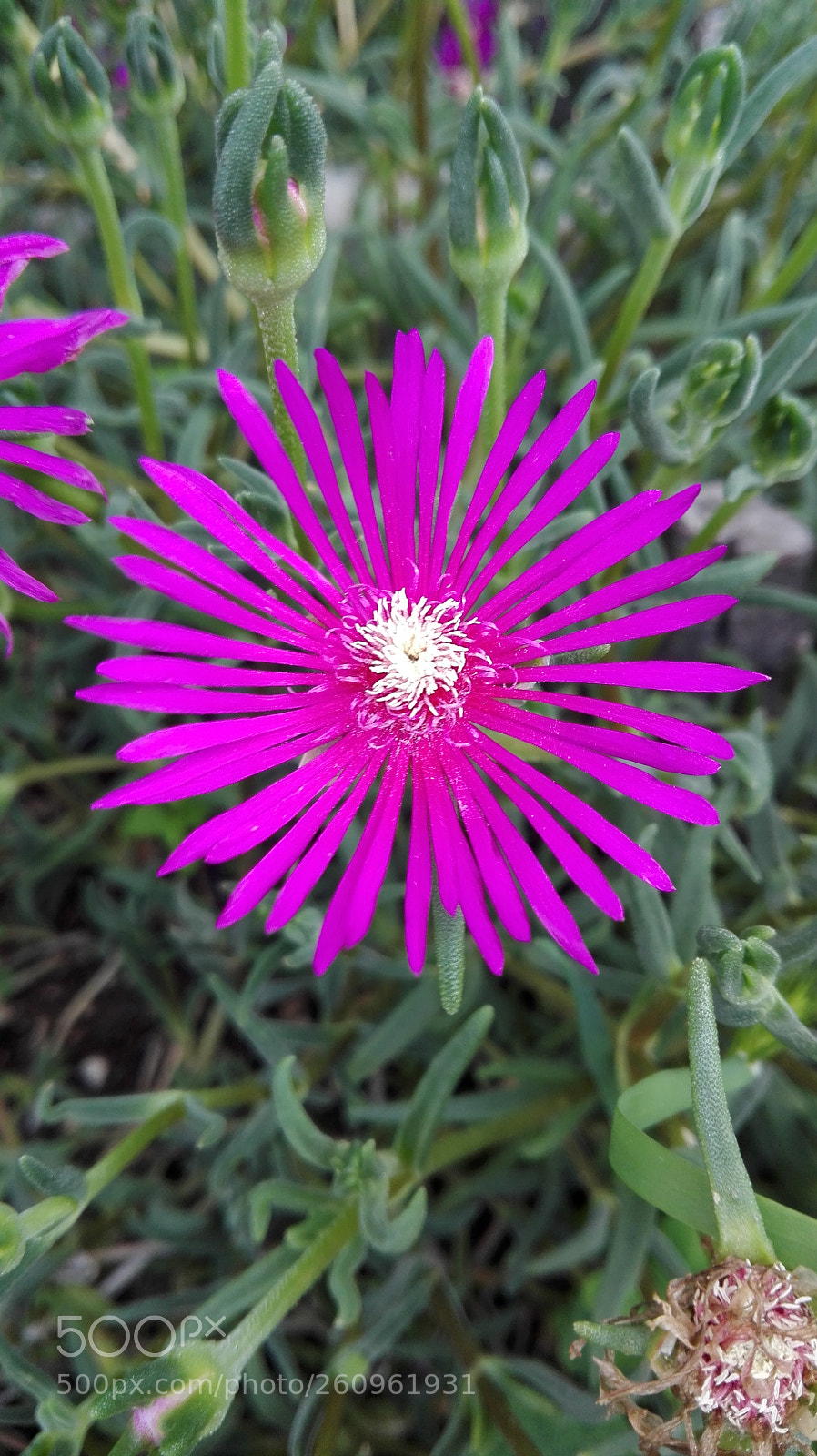 HUAWEI P8 Lite sample photo. Delosperma cooperi photography