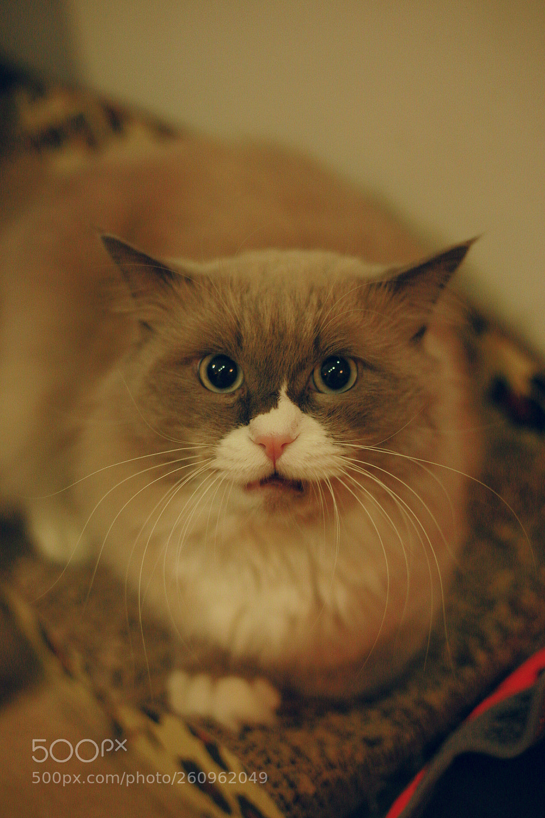 Canon EOS 6D sample photo. I am angry photography