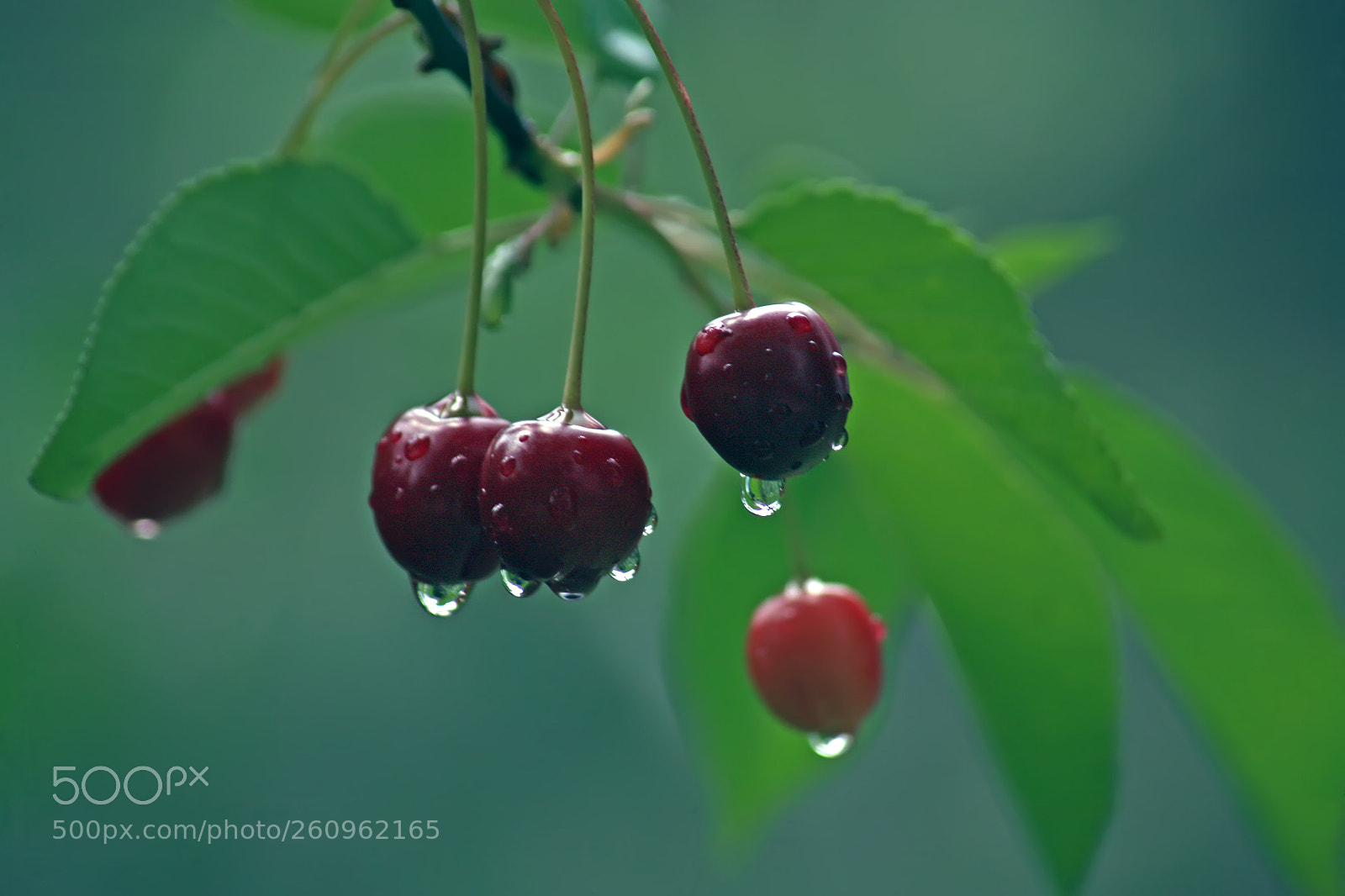 Canon EOS 5D sample photo. Fresh cherries with rain photography