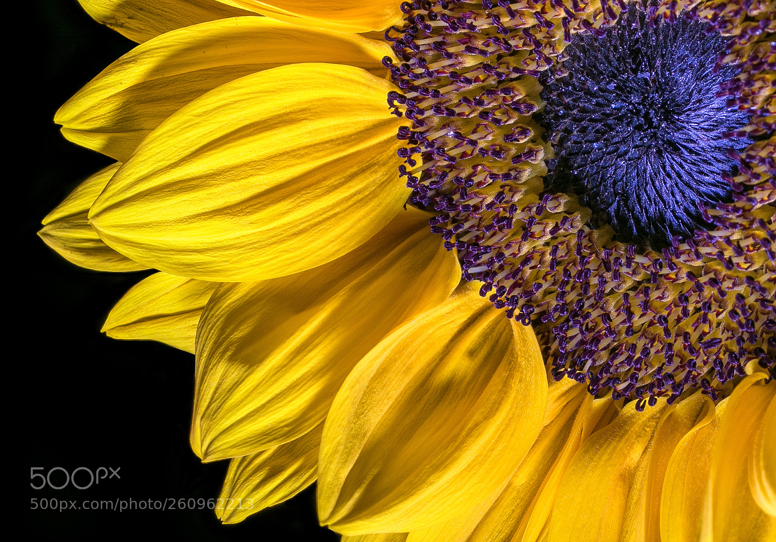 Canon EOS 7D Mark II sample photo. Sunflower photography