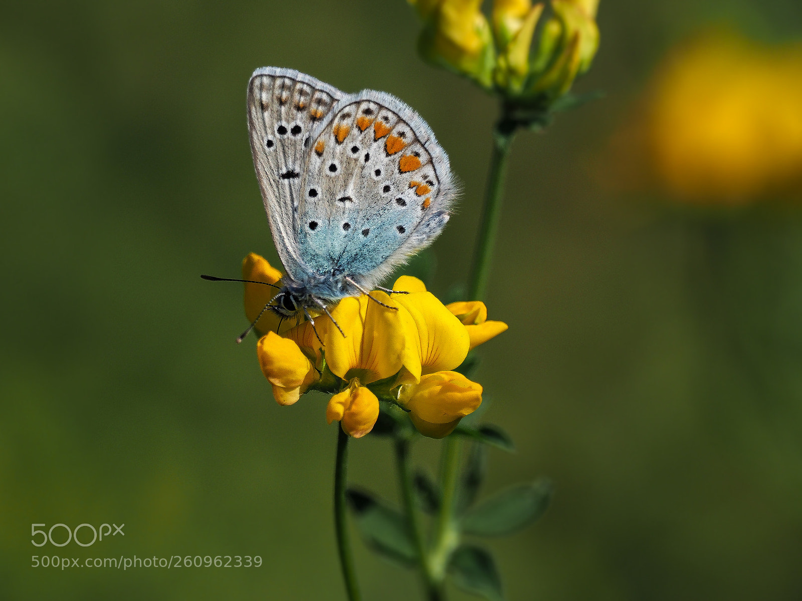 Olympus OM-D E-M1 Mark II sample photo. Hauhechel-bläuling (polyommatus icarus) photography