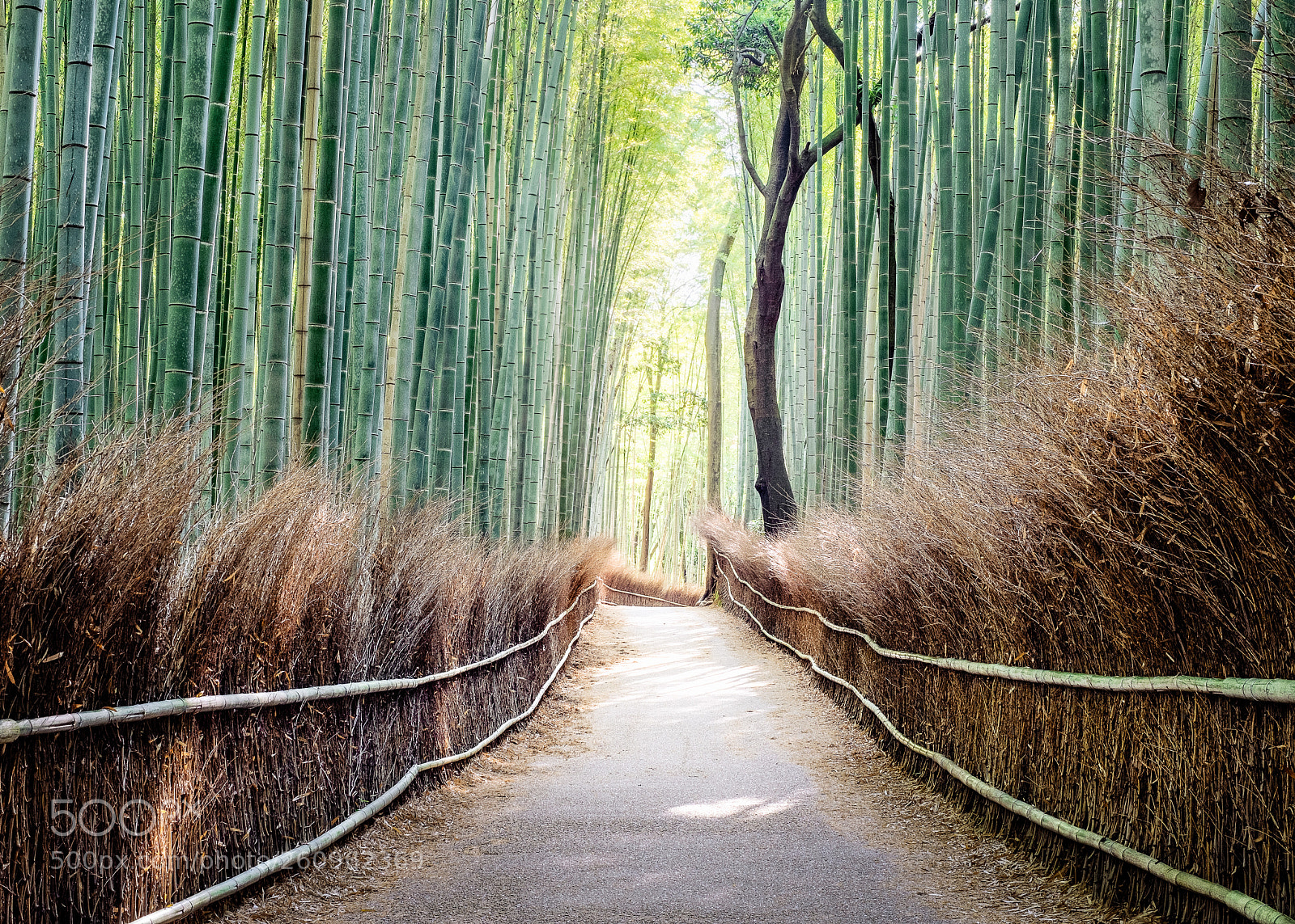 Fujifilm X-Pro2 sample photo. Arashiyama bamboo grove photography