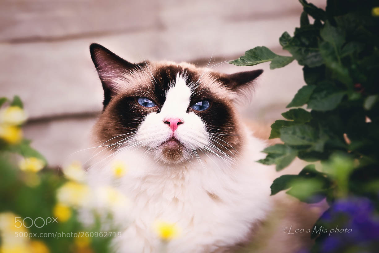 Nikon D7100 sample photo. Adorable lara photography