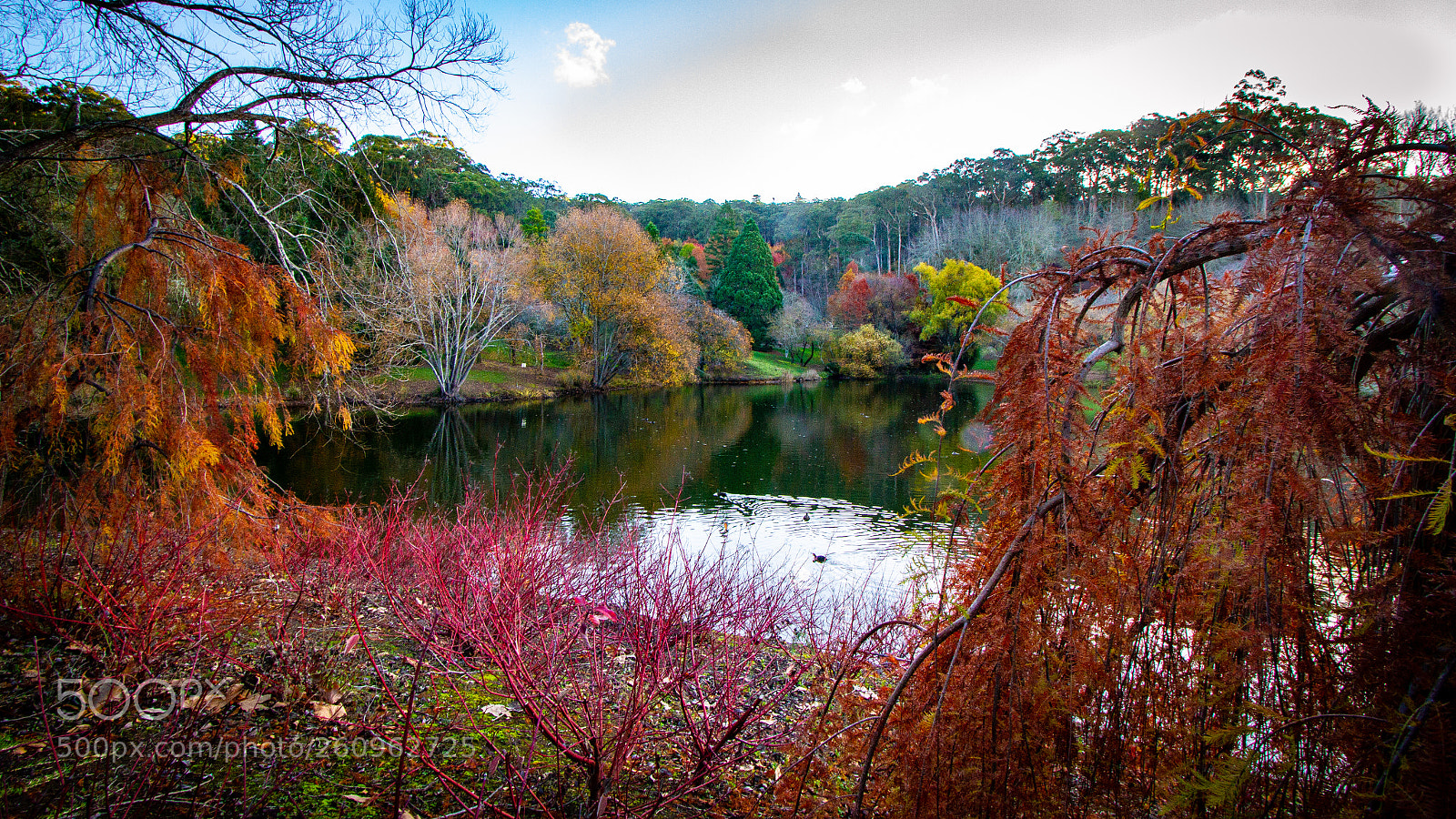 Canon EOS 7D sample photo. Mt lofty botanic garden photography