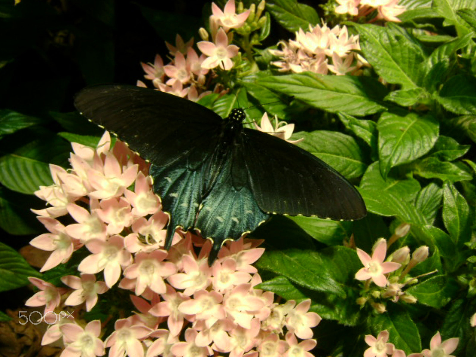 Sony DSC-S780 sample photo. Butterfly photography