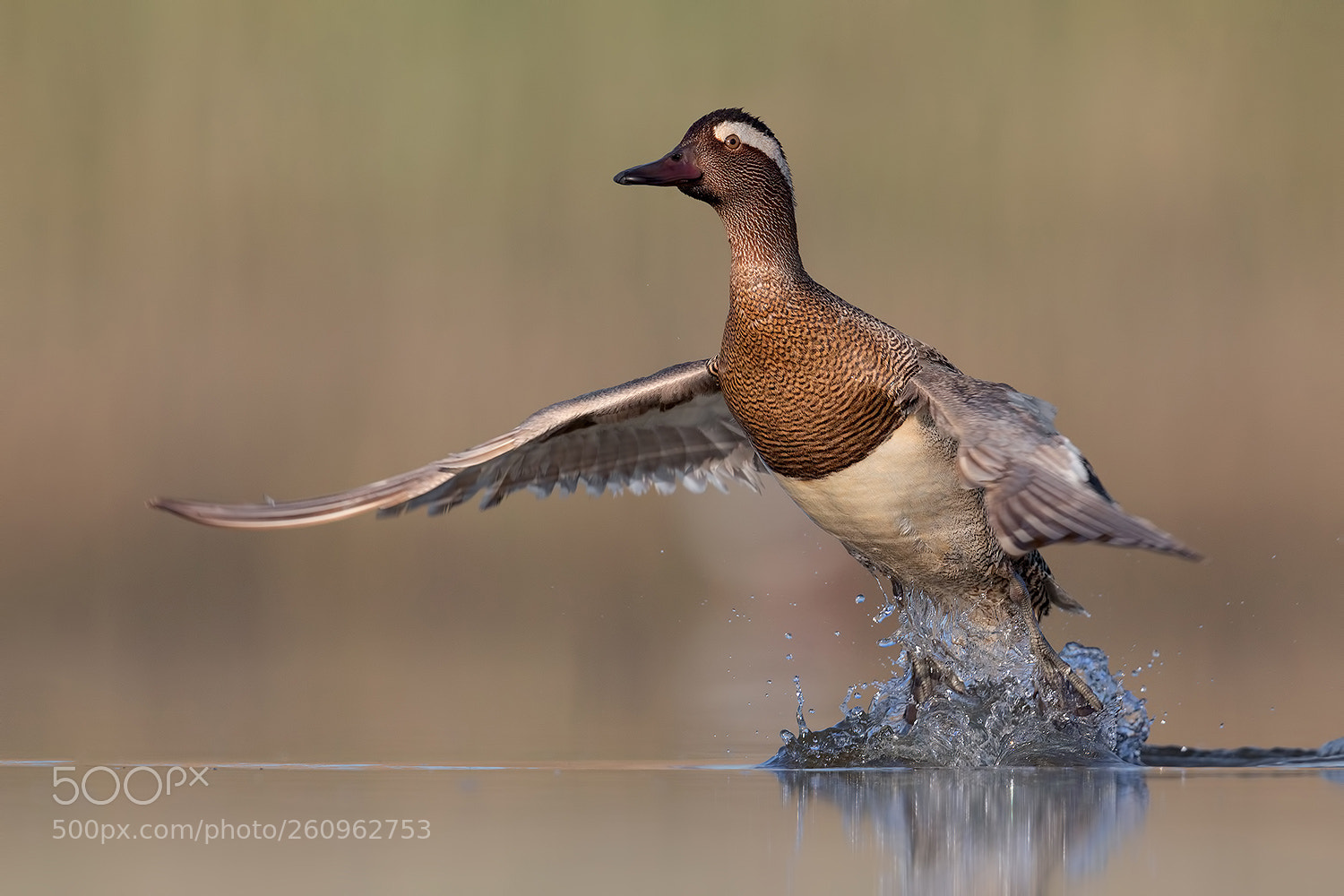 Canon EOS 5D Mark IV sample photo. Garganey fly - marzaiola photography