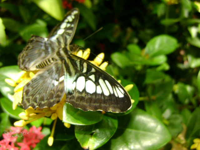 Sony DSC-S780 sample photo. Butterfly photography