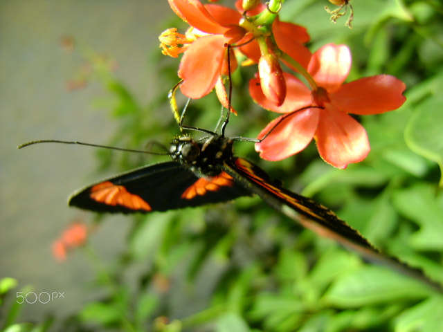 Sony DSC-S780 sample photo. Butterfly photography