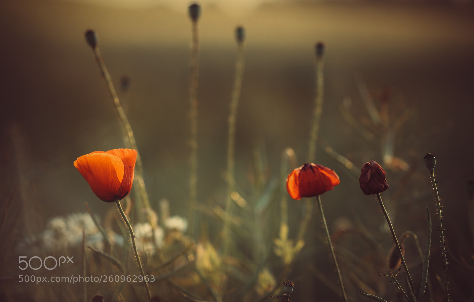 Canon EOS 6D sample photo. Poppy photography
