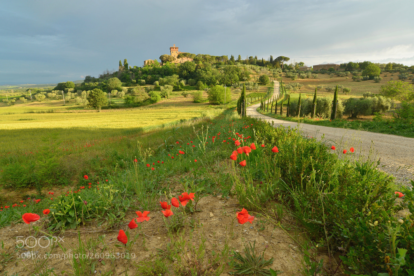 Nikon D600 sample photo. Poppies in the morning photography