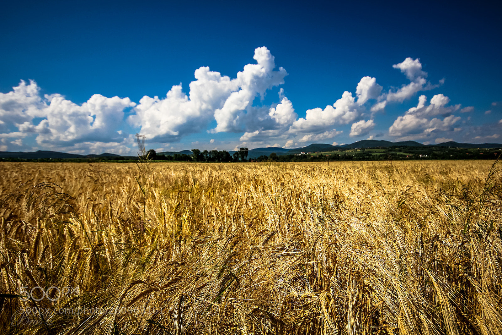 Canon EOS 550D (EOS Rebel T2i / EOS Kiss X4) sample photo. Wheat field of slavonija <3 photography