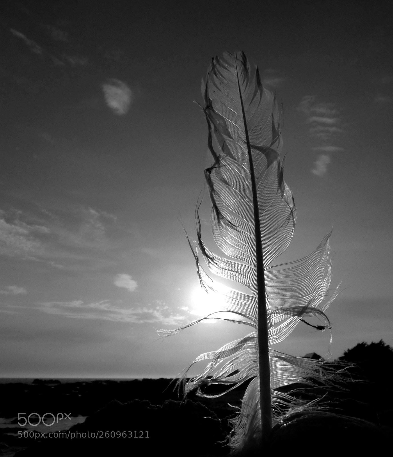 Panasonic DMC-FZ72 sample photo. The feather photography