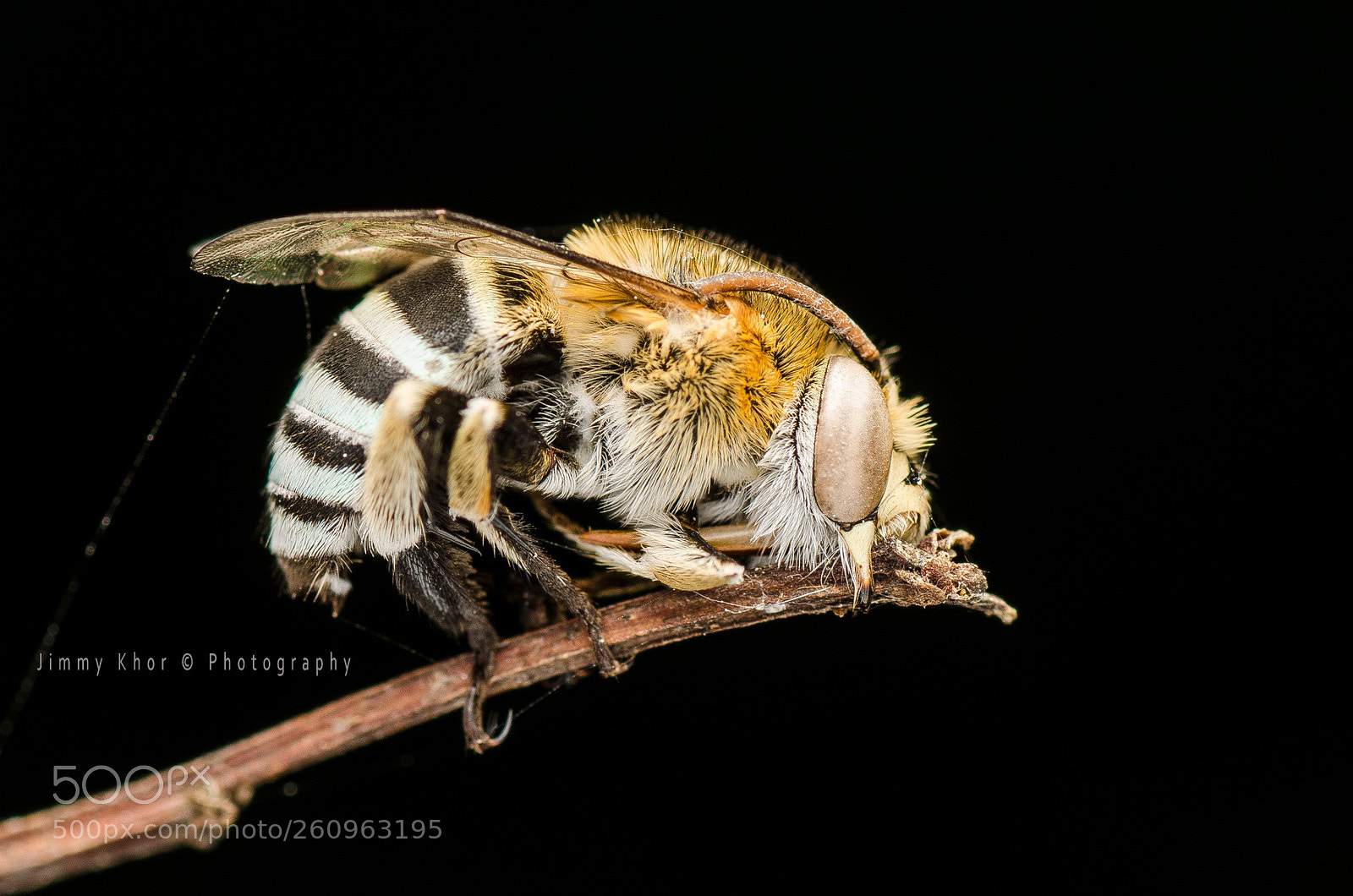 Nikon D7000 sample photo. Bee photography