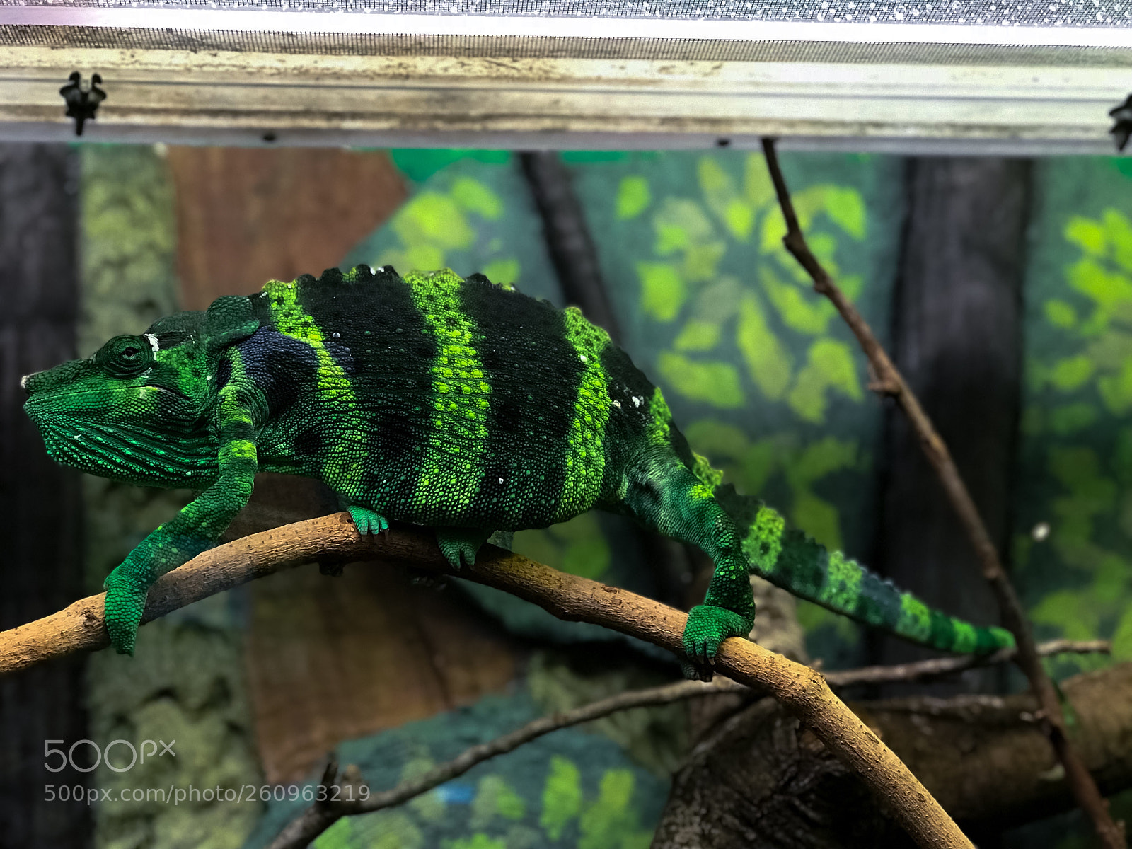 Apple iPhone 7 Plus sample photo. Chameleon  photography
