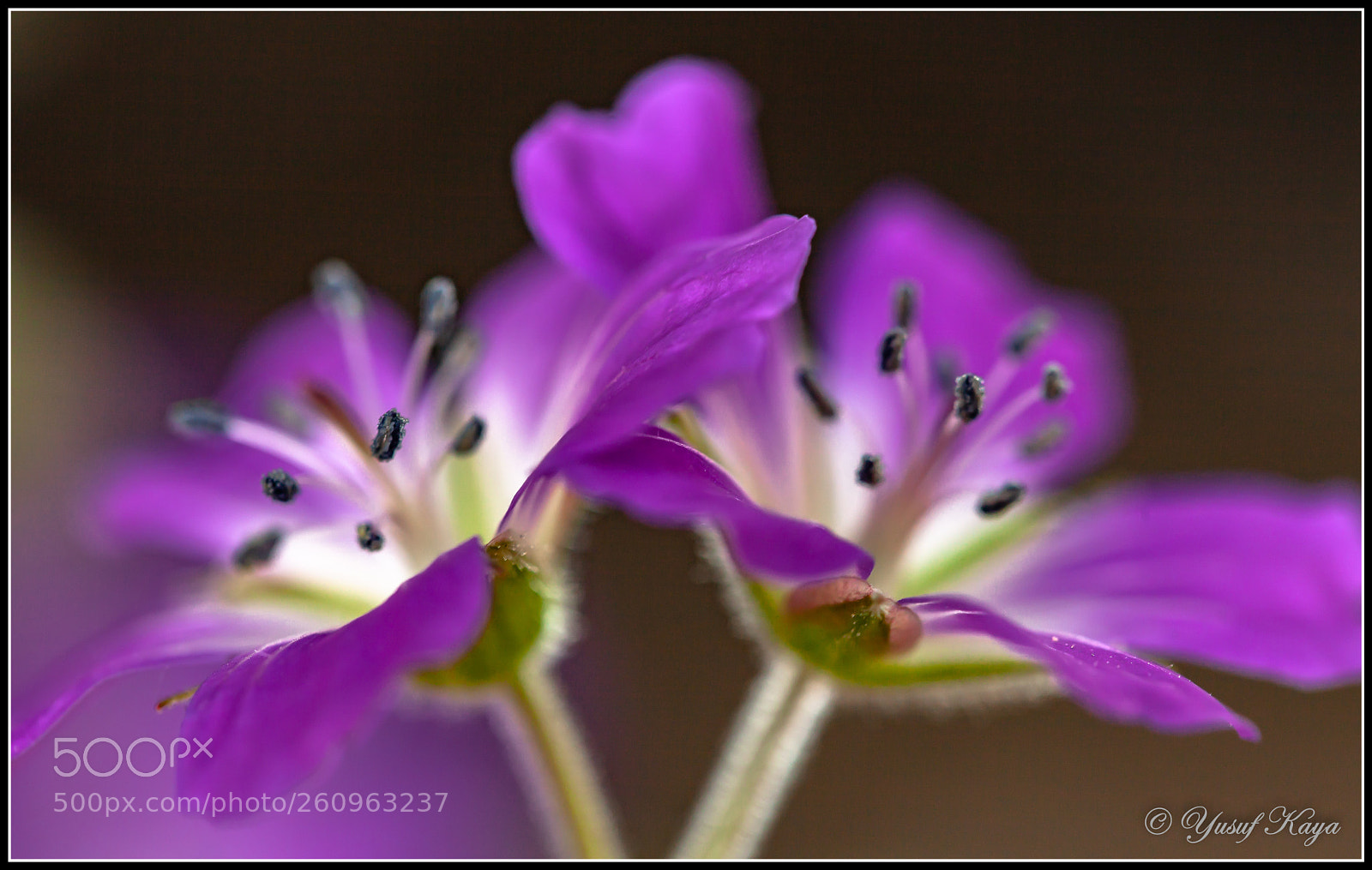 Canon EOS 5D Mark II sample photo. Purpel flower photography