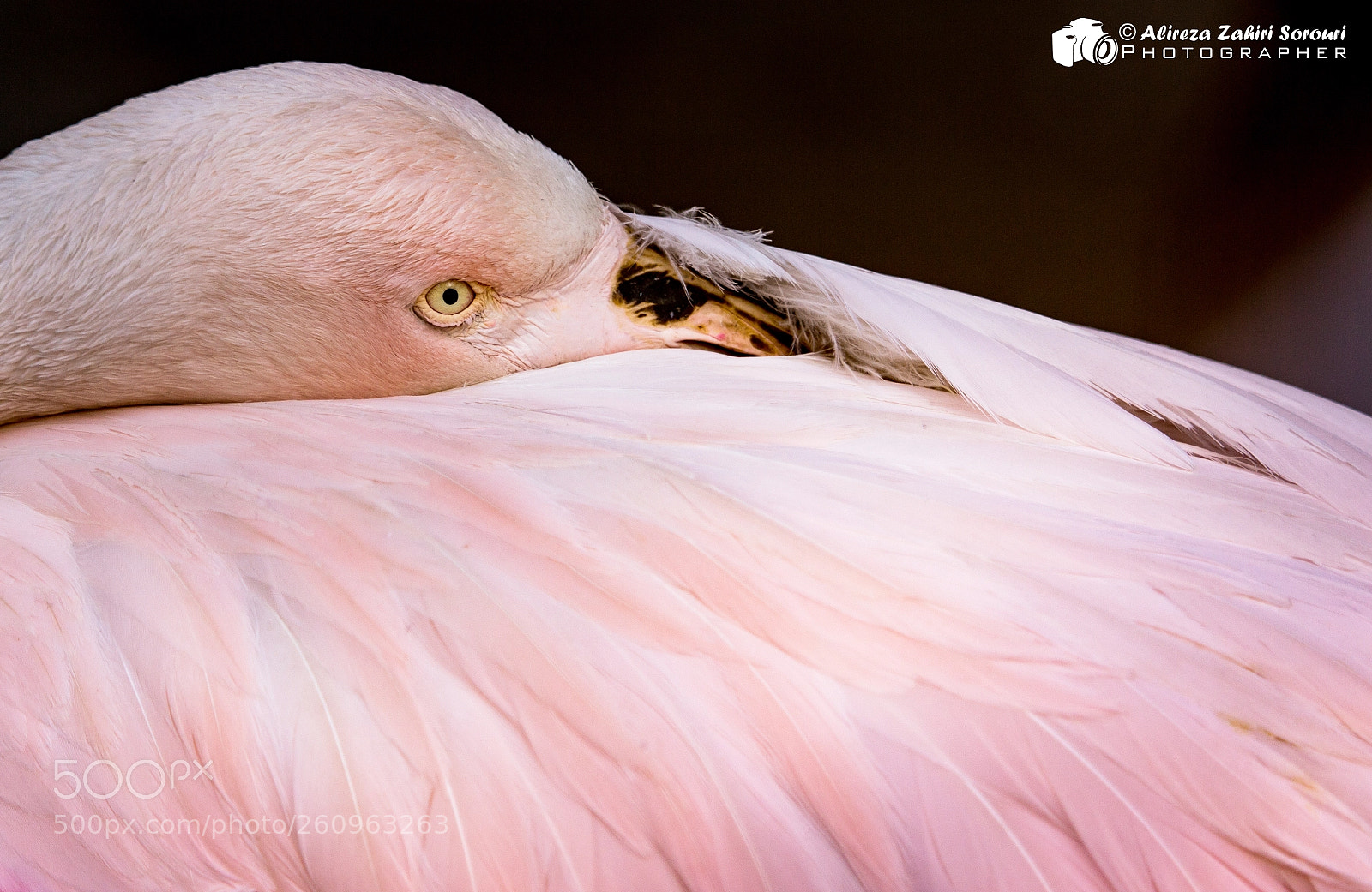 Canon EOS 700D (EOS Rebel T5i / EOS Kiss X7i) sample photo. Flamingo photography