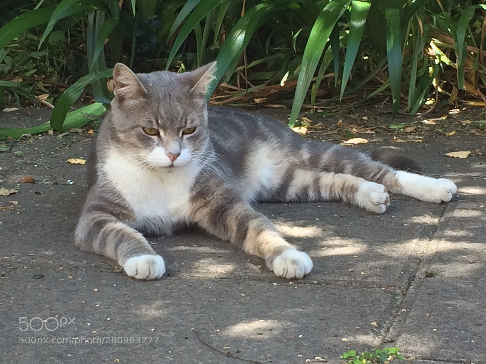 Apple iPhone 5s sample photo. Il re del giardino photography