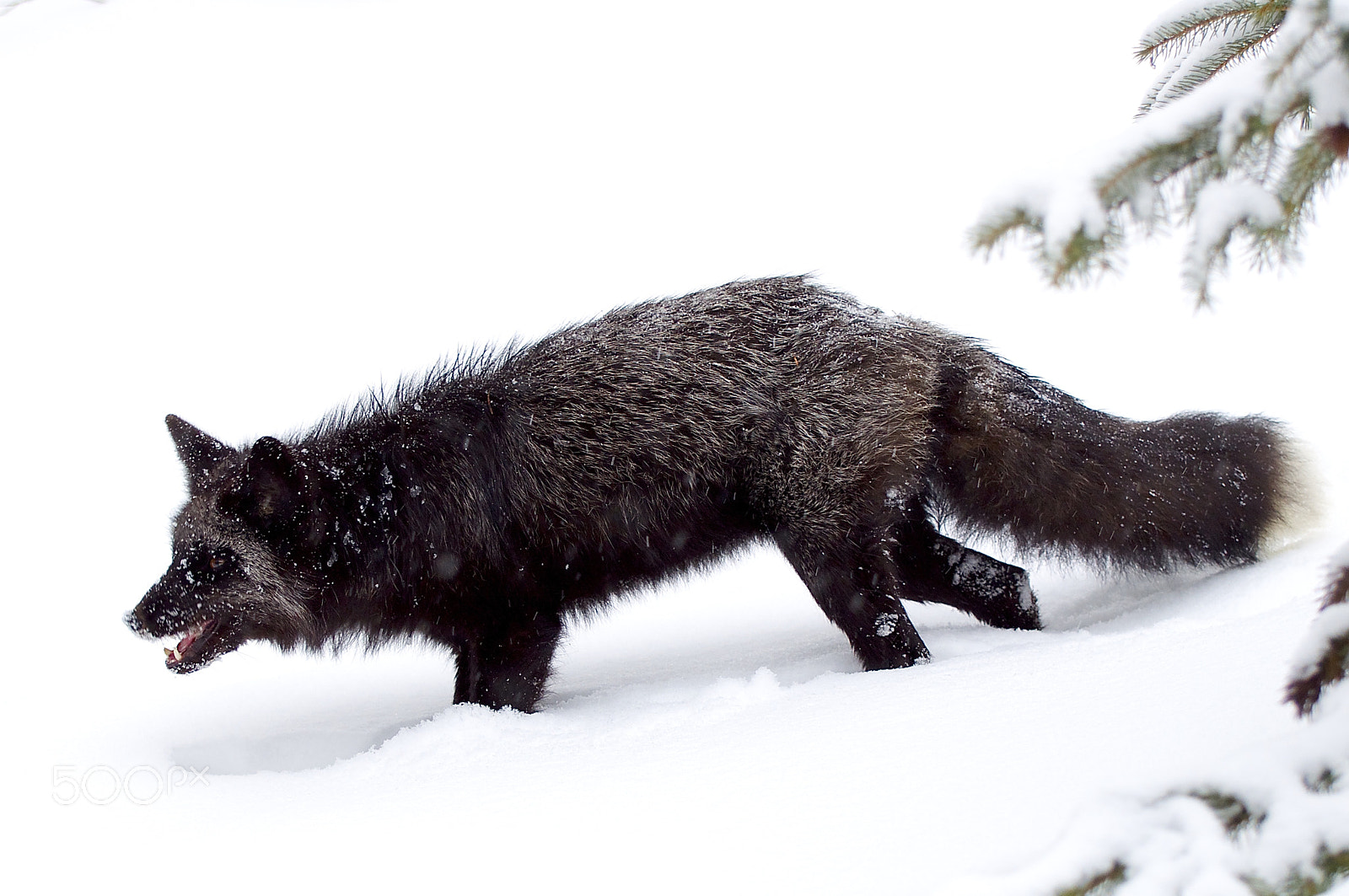 Nikon D5000 sample photo. Silver fox photography