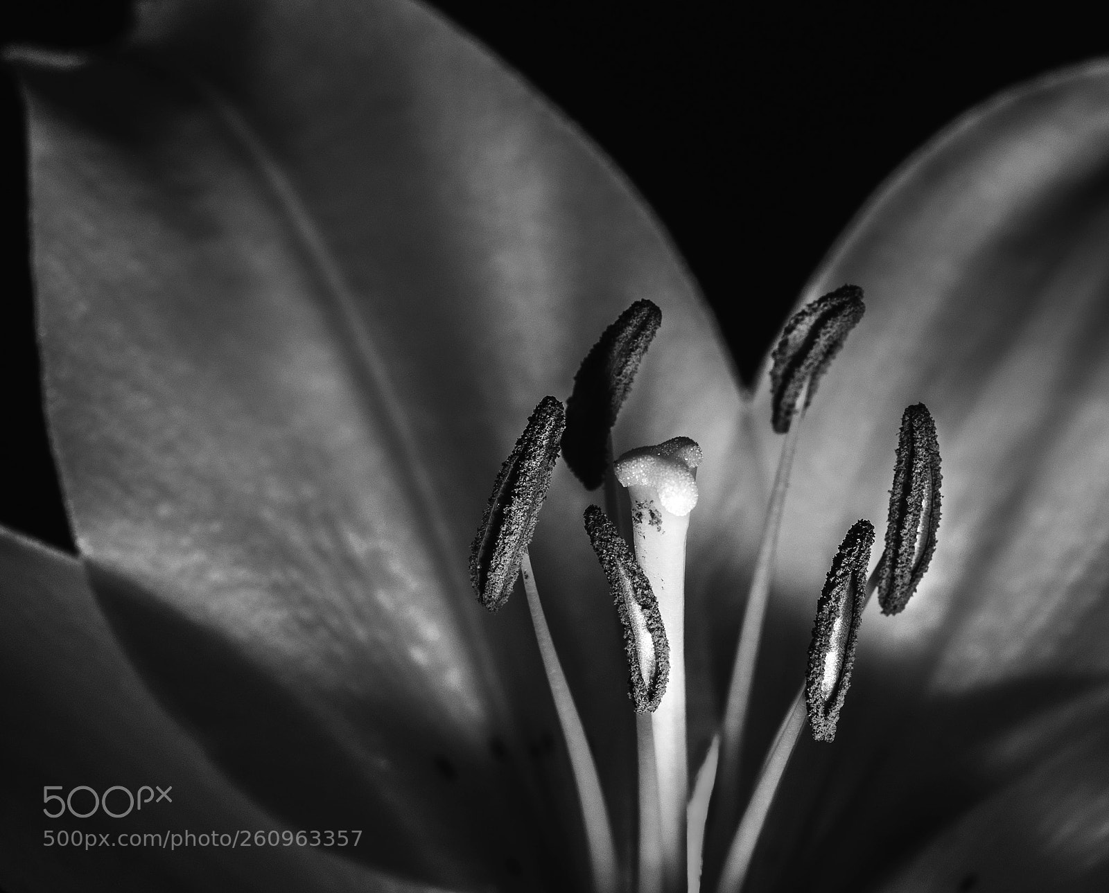 Canon EOS 7D Mark II sample photo. Mono detail photography