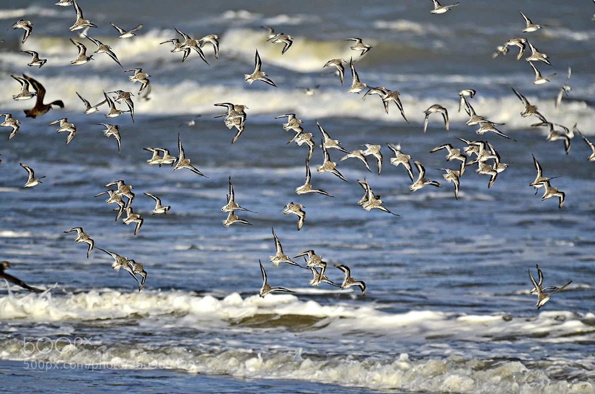 Nikon D7000 sample photo. Birds flock on mostardas photography