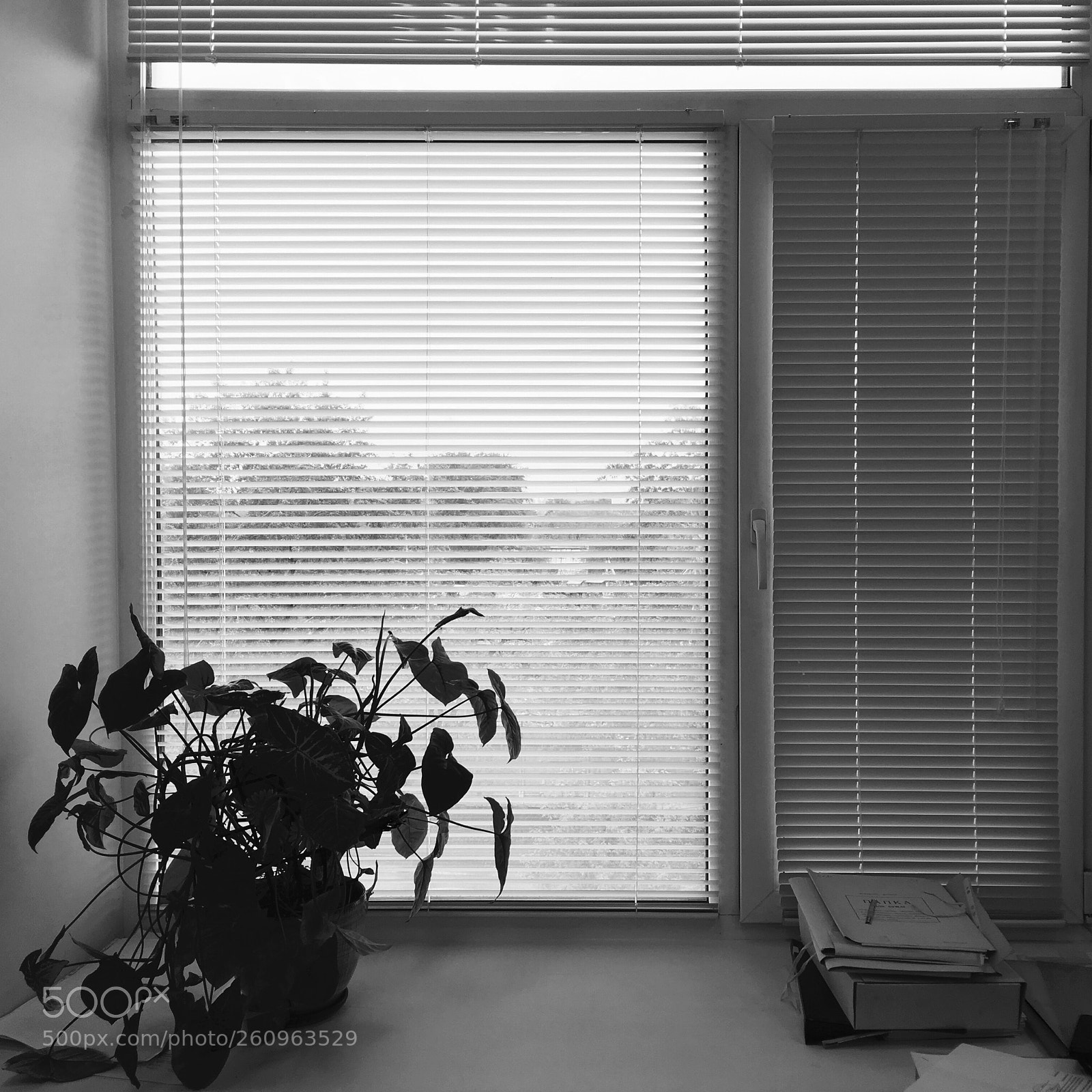 Apple iPhone SE sample photo. “summertime sadness” photography