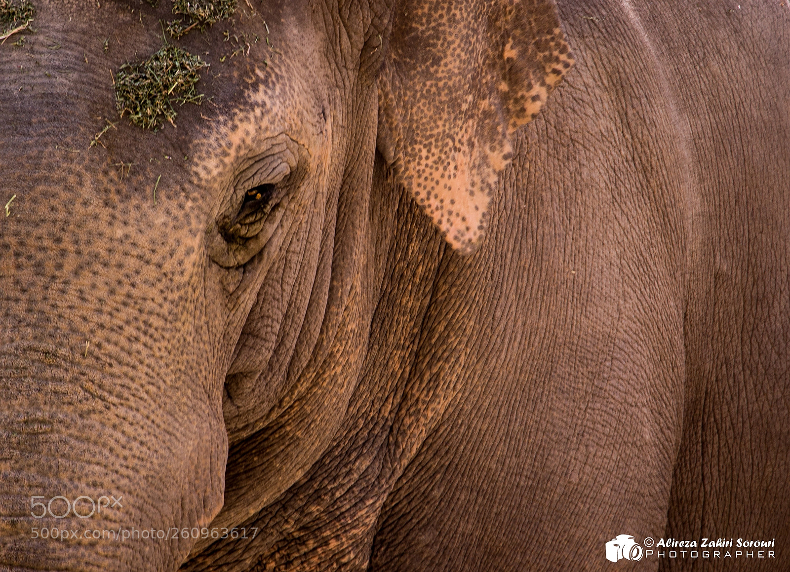 Canon EOS 700D (EOS Rebel T5i / EOS Kiss X7i) sample photo. Elephant photography