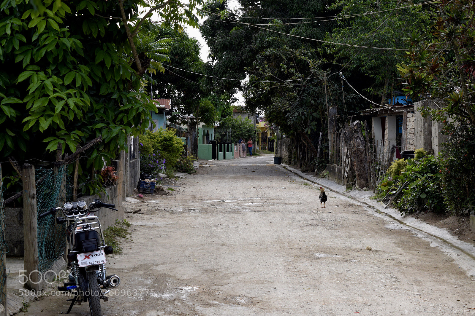 Nikon D3300 sample photo. The lone chicken. photography