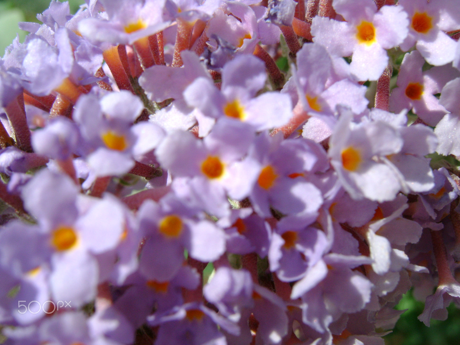 Sony DSC-S780 sample photo. Flower photography