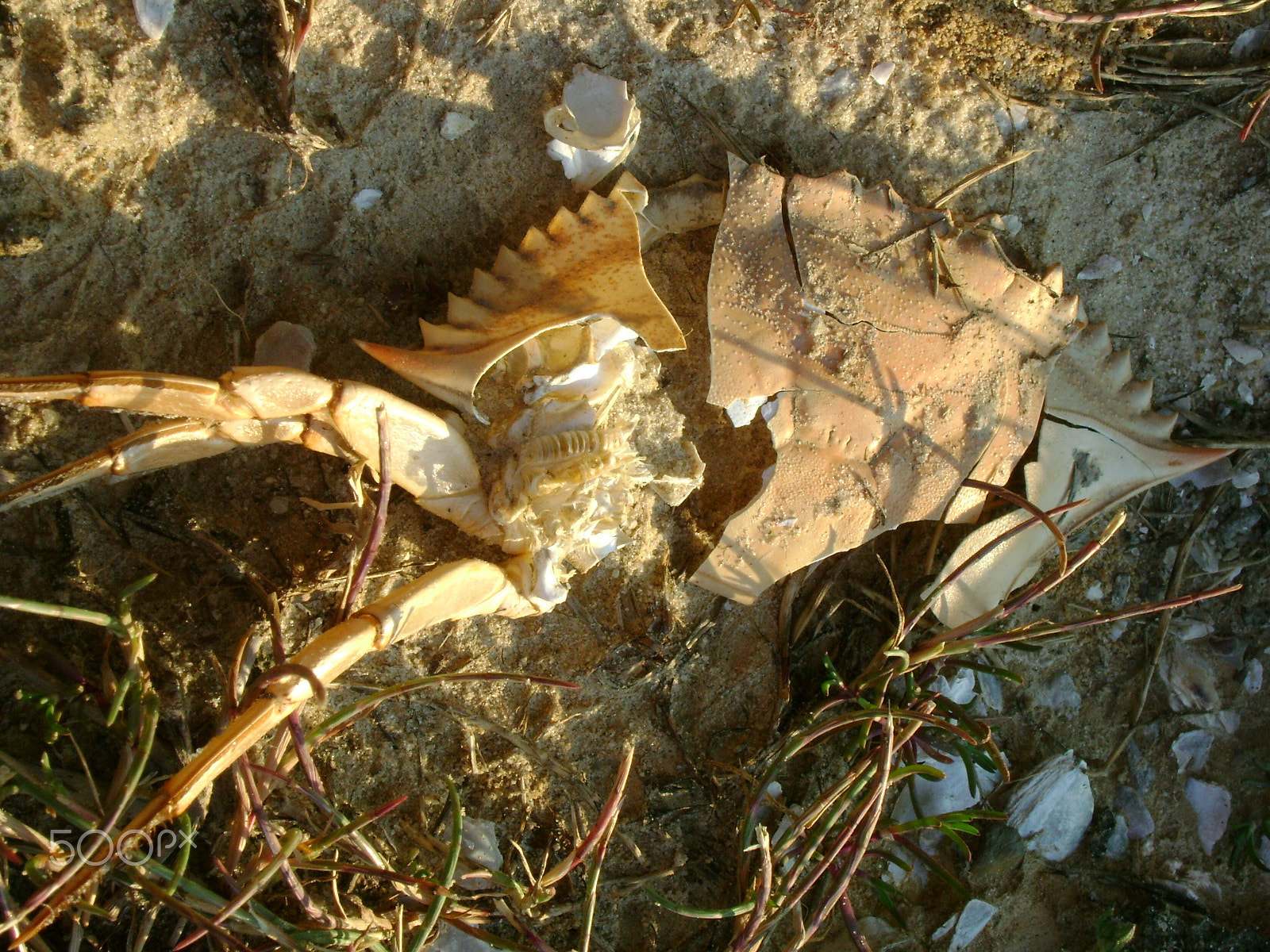 Sony DSC-S780 sample photo. Crab photography