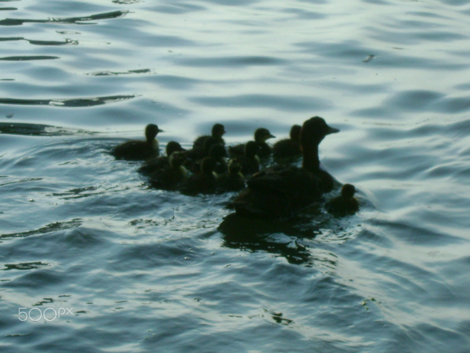 Sony DSC-S780 sample photo. Ducks photography