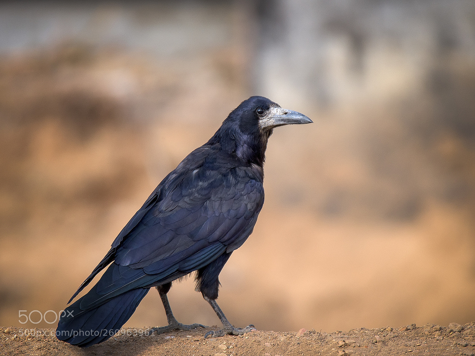 Nikon D810 sample photo. Rook photography